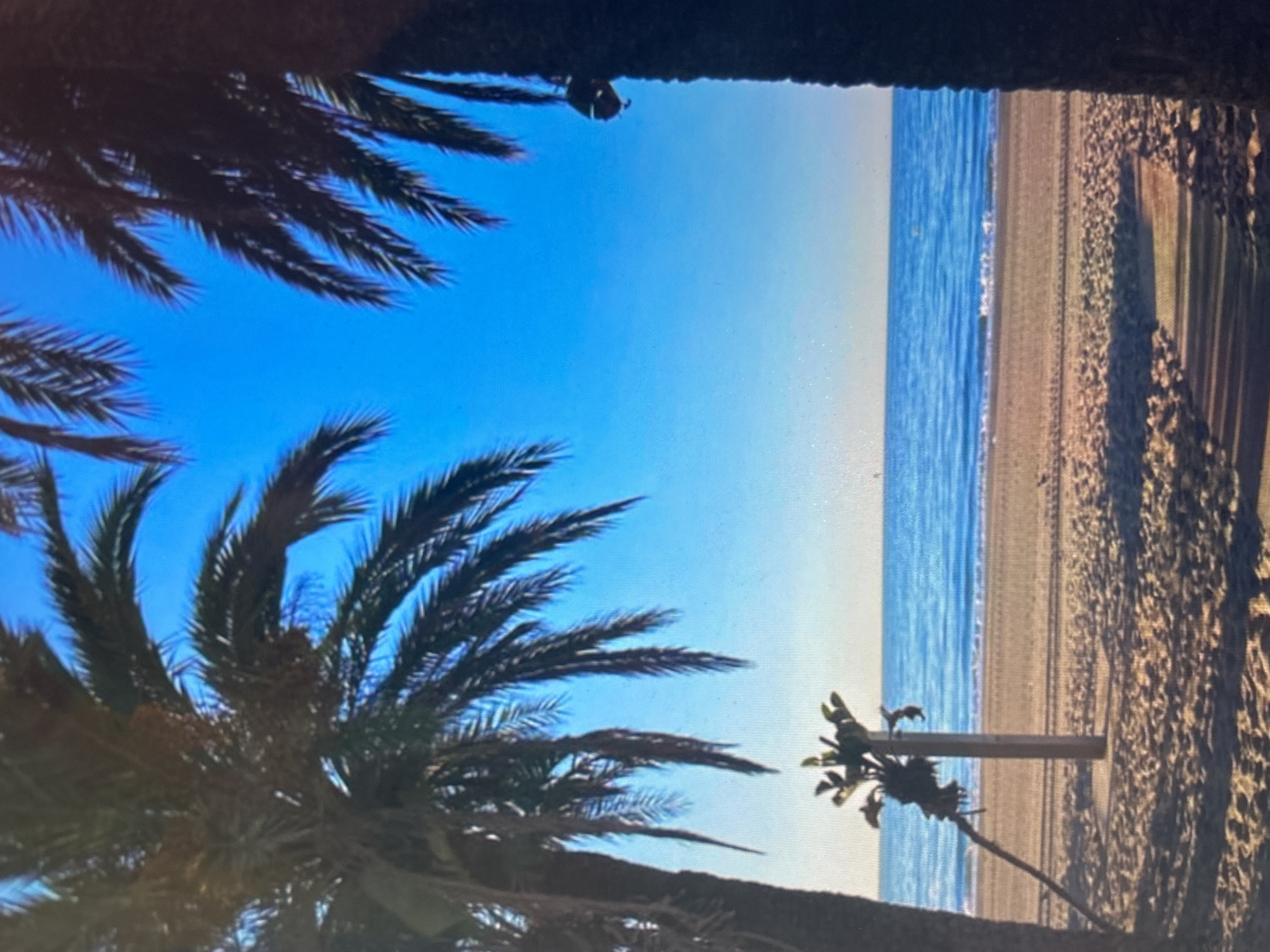 A photograph captures a vibrant daytime scene of a tropical beach, viewed through the dark silhouettes of palm tree fronds and trunks. The image is oriented in landscape, with the bulk of the palm foliage framing the left and bottom edges of the frame, casting shadows and creating a sense of being under a canopy.
The upper portion of the frame is dominated by a clear, bright azure blue sky, transitioning subtly to a lighter blue-white hue towards the horizon line on the right. Below the sky, spanning the right side of the image, is the vast expanse of the ocean, displaying varying shades of blue with gentle white foam from small waves breaking near the shore.
Adjacent to the ocean is a wide, light-colored sandy beach. The sand shows distinct patterns, possibly from raking or vehicle tracks, indicating human presence, though no people are visible. On the beach, to the right, a solitary vertical post or slender structure stands, with some small, green foliage clustered around its base. Another palm tree trunk is partially visible along the far right edge of the beach.
The sun appears to be high in the sky, creating strong contrasts between the dark, shadowed palm leaves and the brightly lit sky, ocean, and sand. The overall impression is one of a serene and peaceful coastal environment on a clear, sunny day. No text is visible in the image.