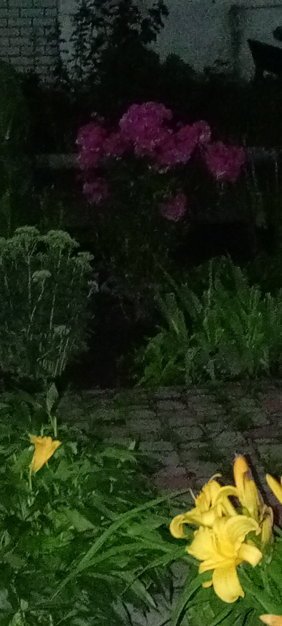 The image depicts a nighttime outdoor scene with a focus on flora. In the foreground, there are vibrant yellow flowers and lush green foliage, suggesting a garden or park area. In the midground, there are taller, feathery green plants, possibly ornamental grasses or ferns. The background features a mass of purple flowers, likely rhododendrons or azaleas, set against a dark, shadowy backdrop of trees and a brick wall. The lighting suggests it is either dusk or artificial lighting is being used. The scene appears to be a quiet, natural setting within the city of Kirsanov, Russia, possibly a botanical garden or a well-maintained private garden. There are no people or animals visible in the image. The overall impression is one of serene natural beauty captured in low-light conditions.
