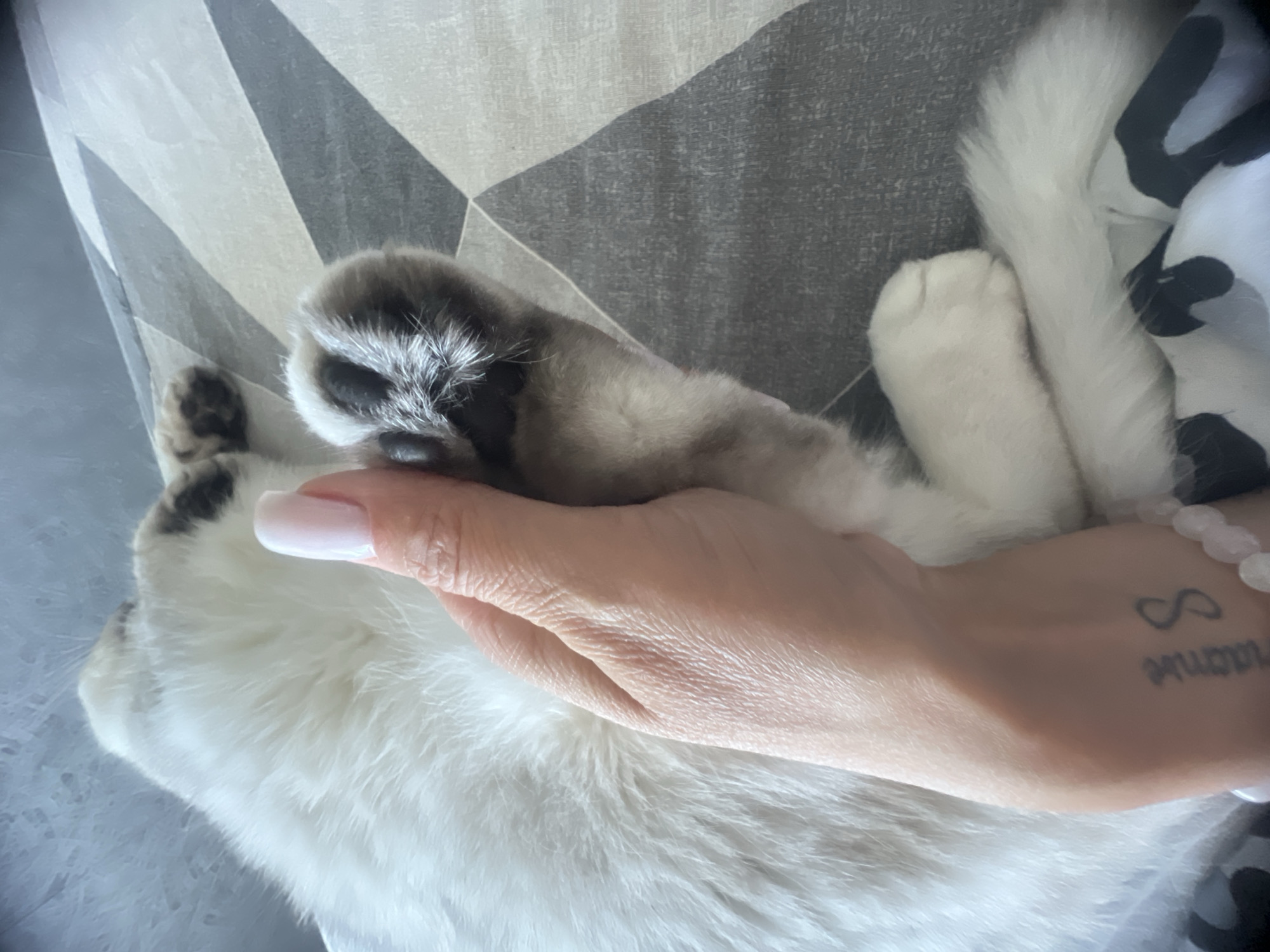 The image shows a close-up of a person's hand resting on a white and grey cat. The cat's paws are visible, one with dark fur and the other with white fur. The person's hand has manicured fingernails painted a pale pink. A tattoo is visible on the person's wrist, featuring an infinity symbol above some text. A beaded bracelet is also worn on the wrist. The background consists of a patterned fabric, possibly a blanket or upholstery, with geometric designs in grey and white. The lighting suggests it is daytime, but the exact location and weather conditions are not discernible. The overall impression is one of a calm and intimate moment between a person and their pet.