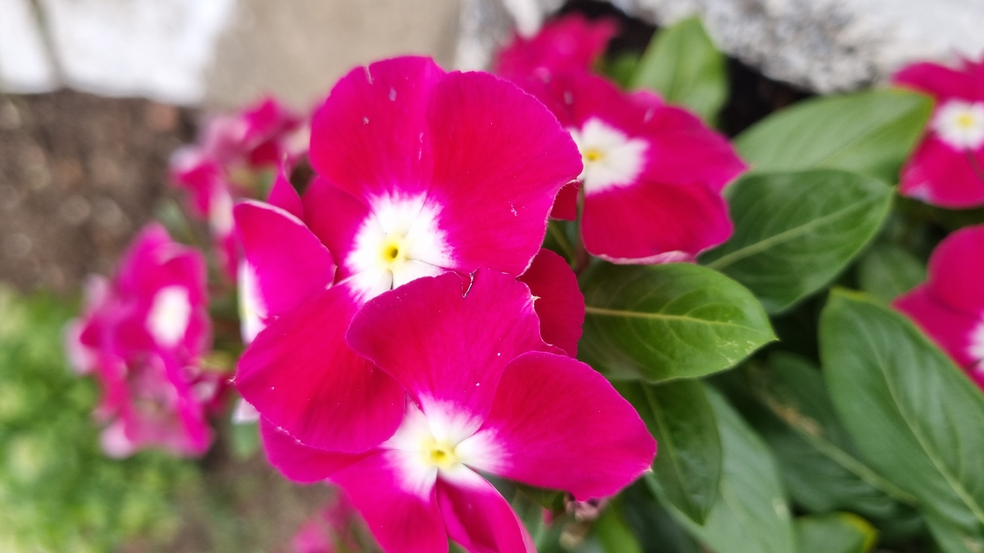 In the foreground, a cluster of vibrant pink flowers with white centers and yellow pistils is in sharp focus. The petals are smooth and velvety, with some slight indentations at the edges. Dark green leaves form a dense backdrop beneath the flowers. To the right, a blurred white and gray rocky object is visible, possibly part of a decorative border or landscaping. The background is a soft, out-of-focus mix of green foliage and earthy tones, suggesting an outdoor garden setting. The image appears to be taken at ground level, looking slightly upwards at the flowers. The location is not discernible from the image.