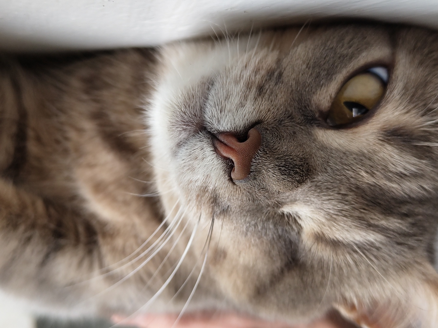 A close-up, eye-level shot focuses on the face of a tabby cat lying down. The cat's fur is a mix of gray and brown stripes. Its right eye, a golden yellow, is partially open and appears relaxed. The cat's nose is a soft pinkish-brown, and its white whiskers fan out from its snout. The background is blurred, showing the continuation of the cat's fur. The image appears to be taken indoors, possibly in a home environment, with a white surface beneath the cat. There are no humans or other animals visible in the frame. The lighting is soft and natural, highlighting the texture of the cat's fur and whiskers.