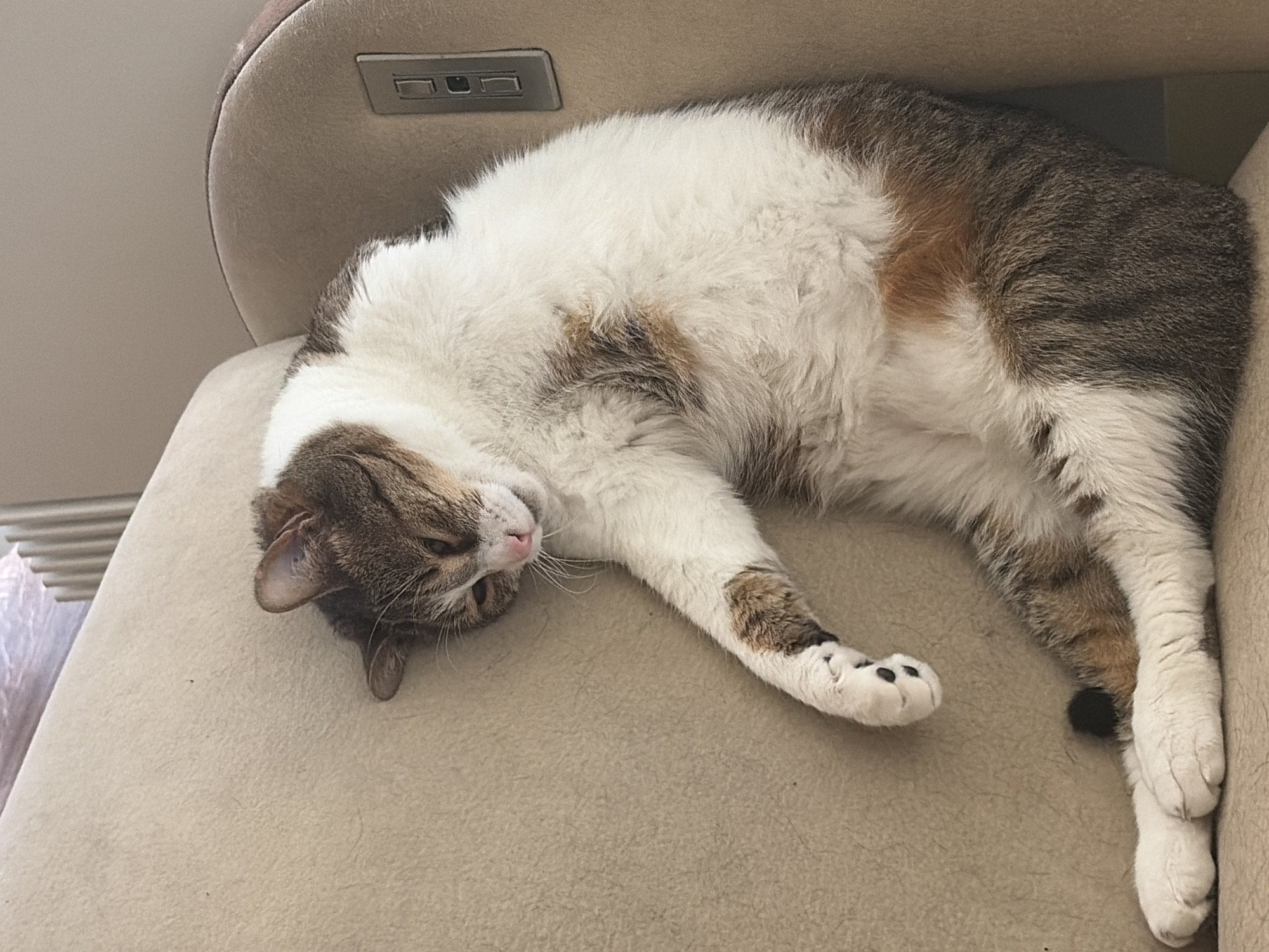 A calico cat is sleeping on its back on a beige couch. The cat's eyes are closed, and its mouth is slightly open. Its paws are extended, and its tail is curled around its body. The couch is in a room with natural light coming from a window. The background is blurred, but it appears to be a residential setting.