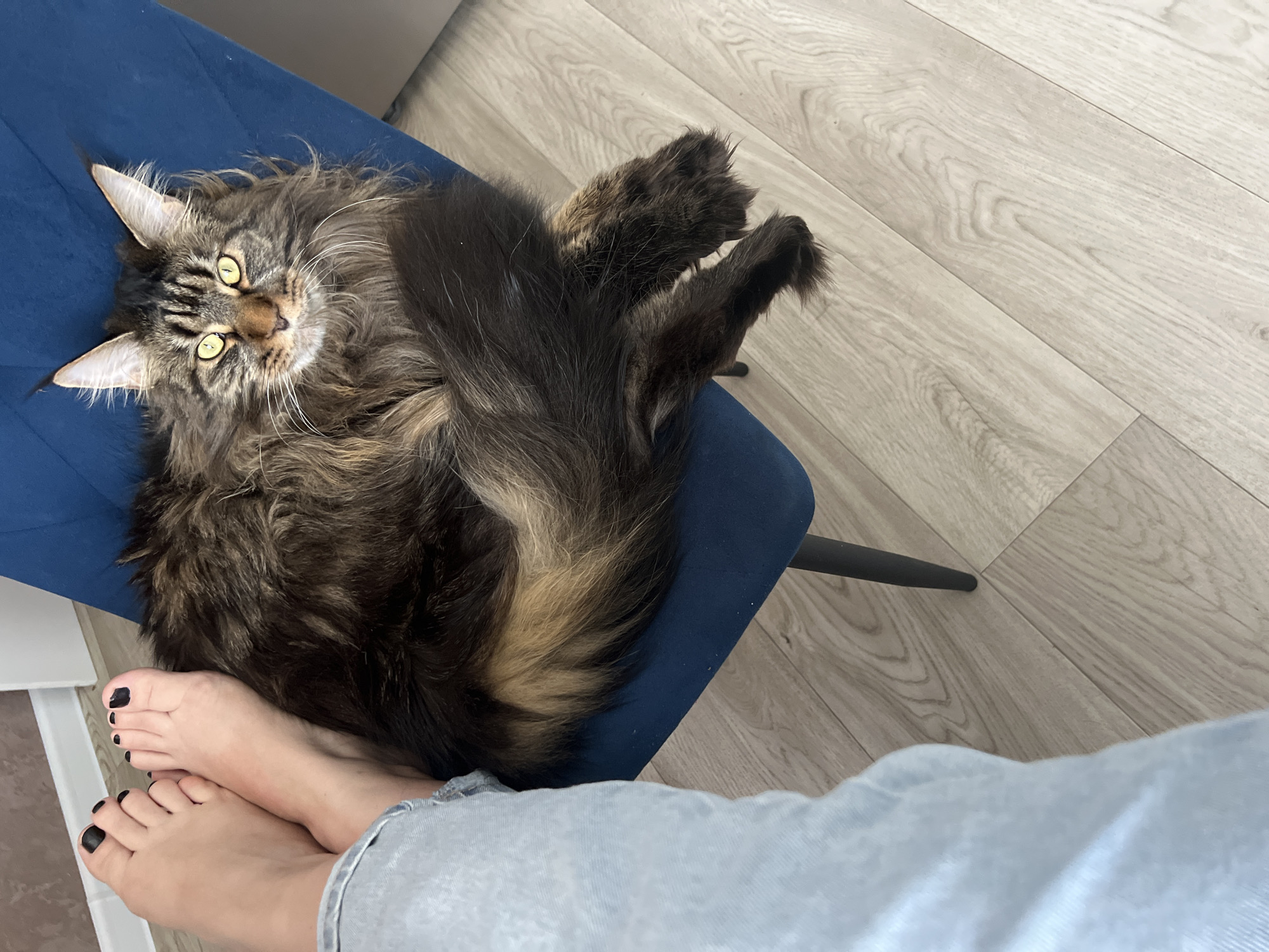 A medium-shot, high-angle view captures a domestic scene. A large, brown tabby cat is lying on a blue, upholstered chair, looking directly at the camera. A person is sitting in the chair with the cat, and their bare feet with black nail polish are visible in the lower left corner of the frame. They are wearing light-wash denim jeans. The background is light-colored wooden floorboards. The location is Марковский, Russia.