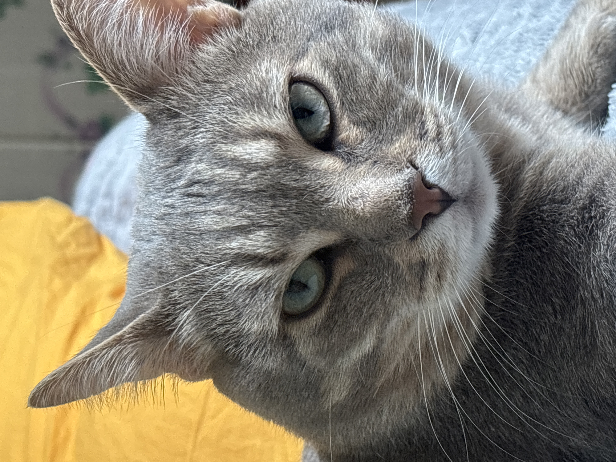 A close-up shot of a gray cat with green eyes and a pink nose, angled diagonally. The cat's head fills most of the frame, with parts of its ears and whiskers visible. The background is blurred, showing a mix of yellow and gray/white textures.