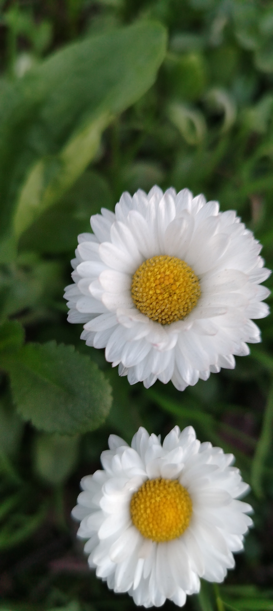 The image shows two daisies in sharp focus against a blurred green background. The top daisy is fully open, displaying white petals and a bright yellow center. The lower daisy is partially visible, with a similar structure. The background consists of green foliage and grass, out of focus. The location, Chaikovsky, Russia, is not discernible from the image alone.