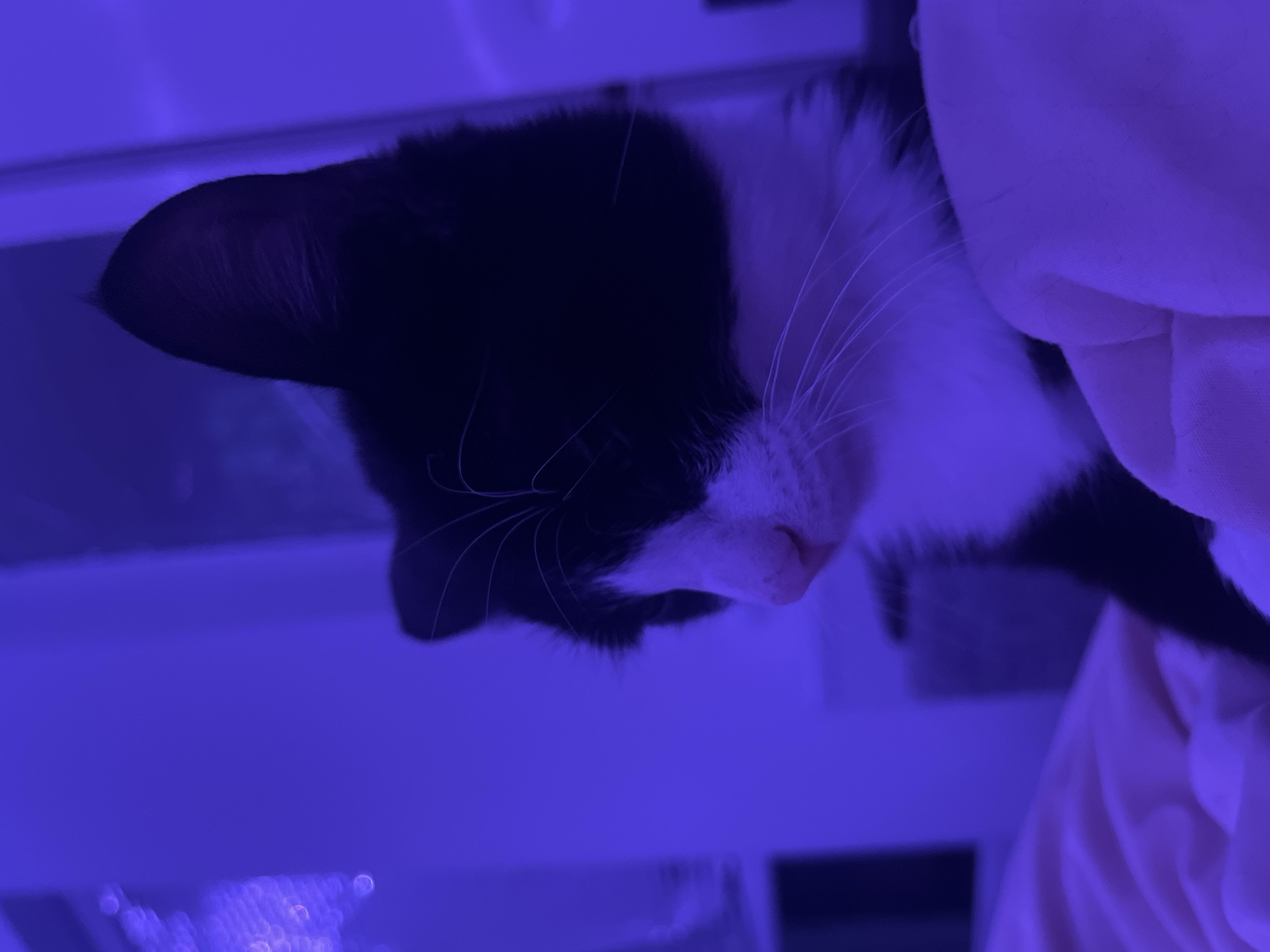 A black and white cat rests with its head tilted downward in a room illuminated with a blue hue. The cat has black fur on its head and ears, transitioning to white around its snout and whiskers. A pinkish nose is visible. The cat appears to be resting on or near a soft, light-colored fabric or surface. The background is blurred, but suggests a domestic setting with some indistinct objects. There is no indication of the location being Saint Petersburg, Russia.