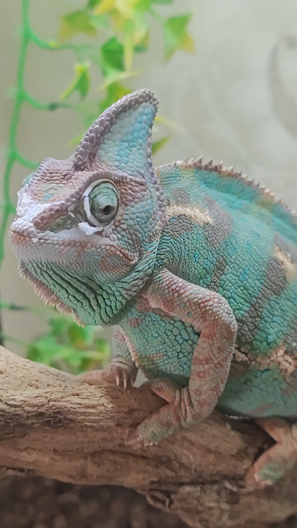 A veiled chameleon, identified by its casque and ridged crest, is perched on a branch. The chameleon exhibits a patterned skin coloration of turquoise, green, and brown. Its large, independently swiveling eyes are visible, and one eye is directed forward, observing the surroundings. The chameleon's body is positioned in a profile view, with its front leg slightly extended. The background is softly blurred, showing hints of green foliage and a light, neutral-colored wall, suggesting an indoor enclosure or terrarium. There is no indication of the city of Sochi, Russia, or any other geographical location. The image focuses solely on the chameleon and its immediate resting place.
