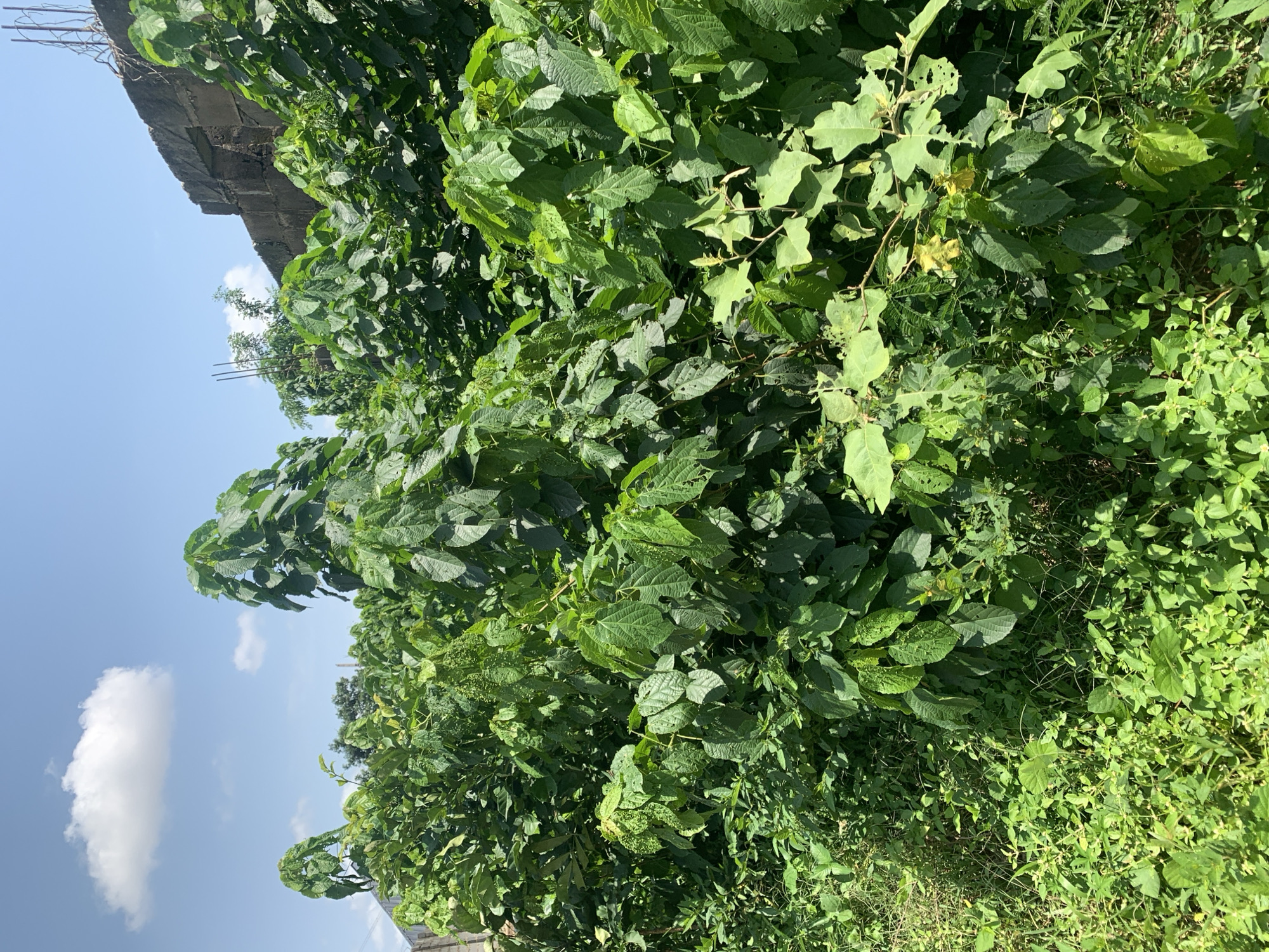 A vertical, eye-level shot shows a dense thicket of lush green foliage under a bright blue sky with a few white clouds. The plants, varying in size and leaf shape, fill the frame from bottom to top. In the background, a portion of a weathered, grey stone wall is visible on the right, with rebar protruding from the top, suggesting ongoing construction or disrepair. The lighting suggests it is daytime, with the sun casting shadows and highlighting the vibrant green of the leaves. There are no people or animals in the scene. The location is identified as Unknown, Unknown.