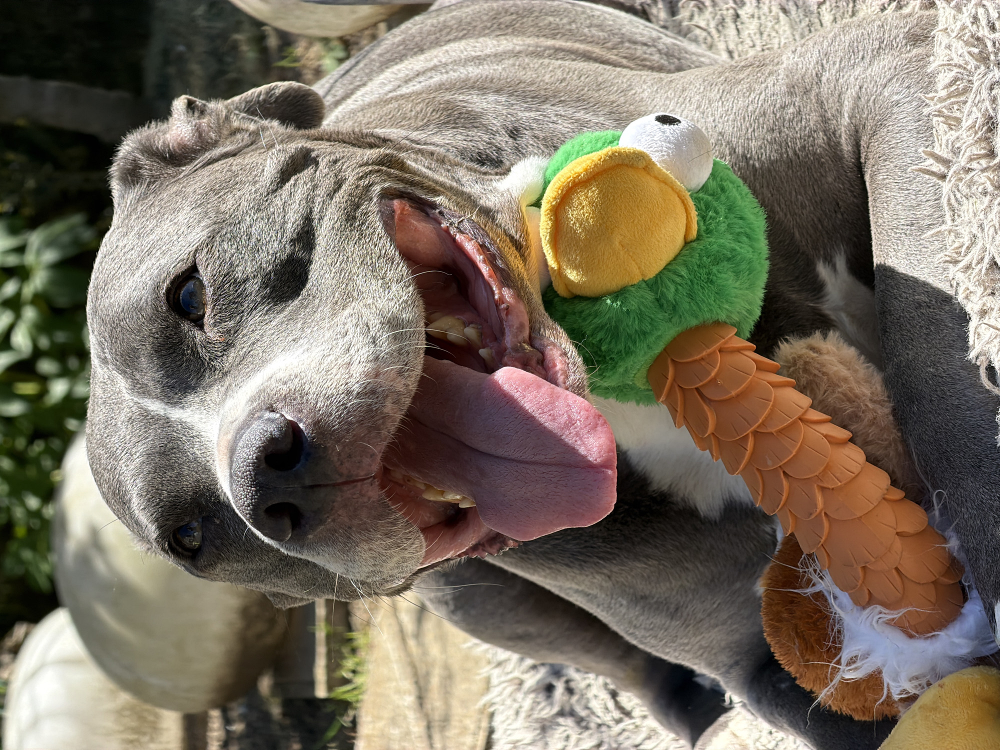 The original image, captured in Esch-sur-Alzette, Luxembourg, features a cheerful gray-blue Pitbull-type dog lying on its side outdoors on a bright, sunny day. The dog's head is positioned upwards and slightly to the left, with its mouth wide open, exposing its teeth and a long, pink tongue hanging out. Its dark, expressive eyes gaze towards the viewer, conveying an emotion of happiness or playfulness.
A colorful plush toy is nestled against the dog's chest and neck. The toy appears to be a creature with a green body, a yellow accent resembling a beak or cap, and a white, spherical eye with a black pupil. Below its head, the toy has an orange, textured segment resembling scales or feathers, transitioning to a fluffy brown and white base.
The dog's short, sleek fur shows variations in gray and blue tones, with some lighter patches visible. It is resting on a light-colored, possibly shaggy or textured, blanket or dog bed. The strong sunlight casts distinct shadows and highlights, emphasizing the dog's features and fur texture, and indicating daytime. The background is out of focus, showing blurry green foliage and other elements consistent with an outdoor setting like a garden or yard. The image captures a moment of canine joy and relaxation. No visible text is present.