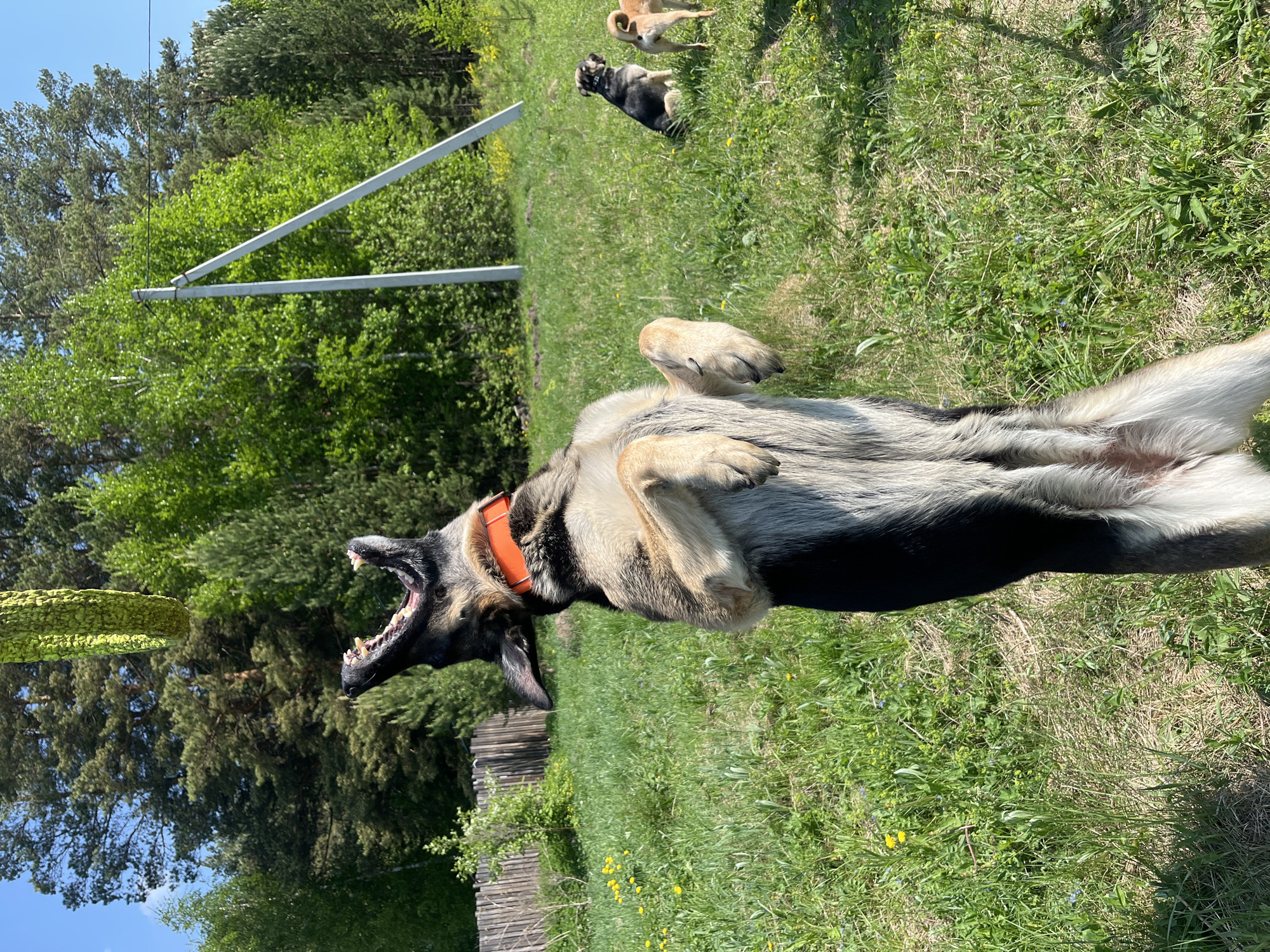 The image shows a dog, likely a German Shepherd, lying on its back in a grassy field. The dog is wearing an orange collar and has its mouth open, possibly barking or panting. In the background, there are two other dogs, one tan and one dark, also in the field. Behind the dogs, there are trees and what appears to be a metal structure. There is also a wooden fence near the dog. The location is not definitively Nizhny Tagil, Russia based solely on this image.