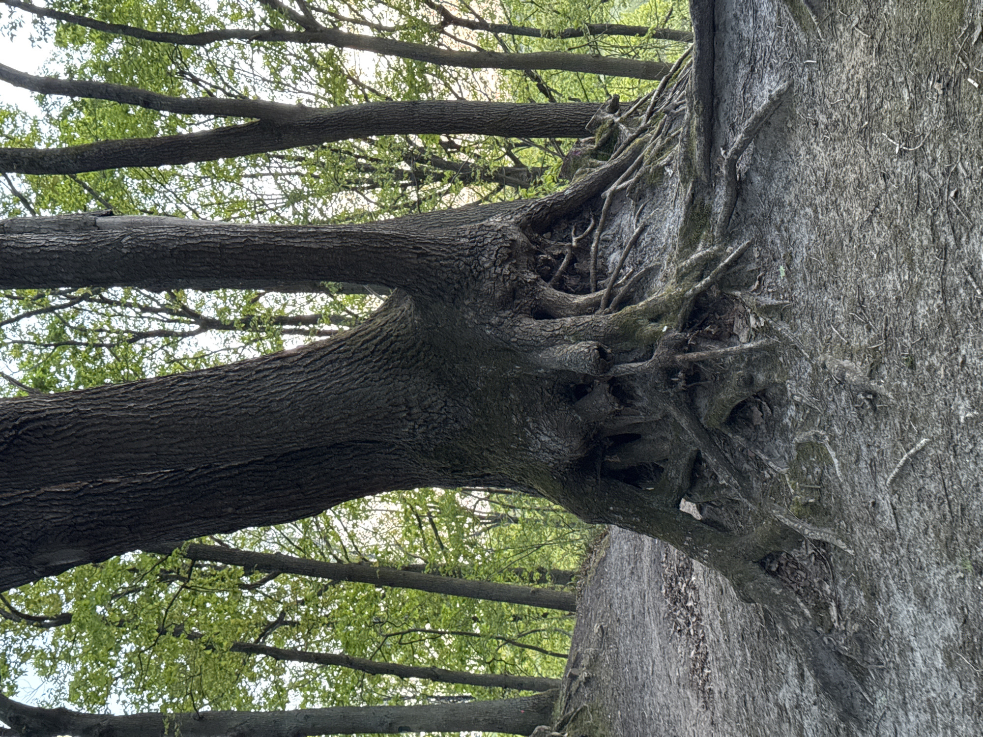 The image depicts a natural scene featuring a large, dominant tree in what appears to be a wooded area or forest in Bures-sur-Yvette, France. The tree's thick, dark brown trunk, covered in textured bark, rises vertically, though the image is oriented sideways. Its base and lower trunk are characterized by an intricate network of exposed, gnarled roots that spread out and grip a steep, vertical bank to its right. This bank has a rough, weathered, grayish-brown surface, possibly composed of soil or rock, with small pieces of debris and smaller roots embedded within it.
Beyond the main tree, in the background and extending towards the upper left, are the branches and canopies of other trees, adorned with vibrant, fresh green leaves, suggesting either spring or early summer. The sky, visible through the foliage, appears bright but diffused, indicating an overcast day or indirect sunlight. There is no specific activity taking place, as it is a static landscape shot. No people, animals, or man-made objects are visible, nor is any text present in the image. The scene conveys a sense of ancient growth and the powerful grip of nature on its surroundings.