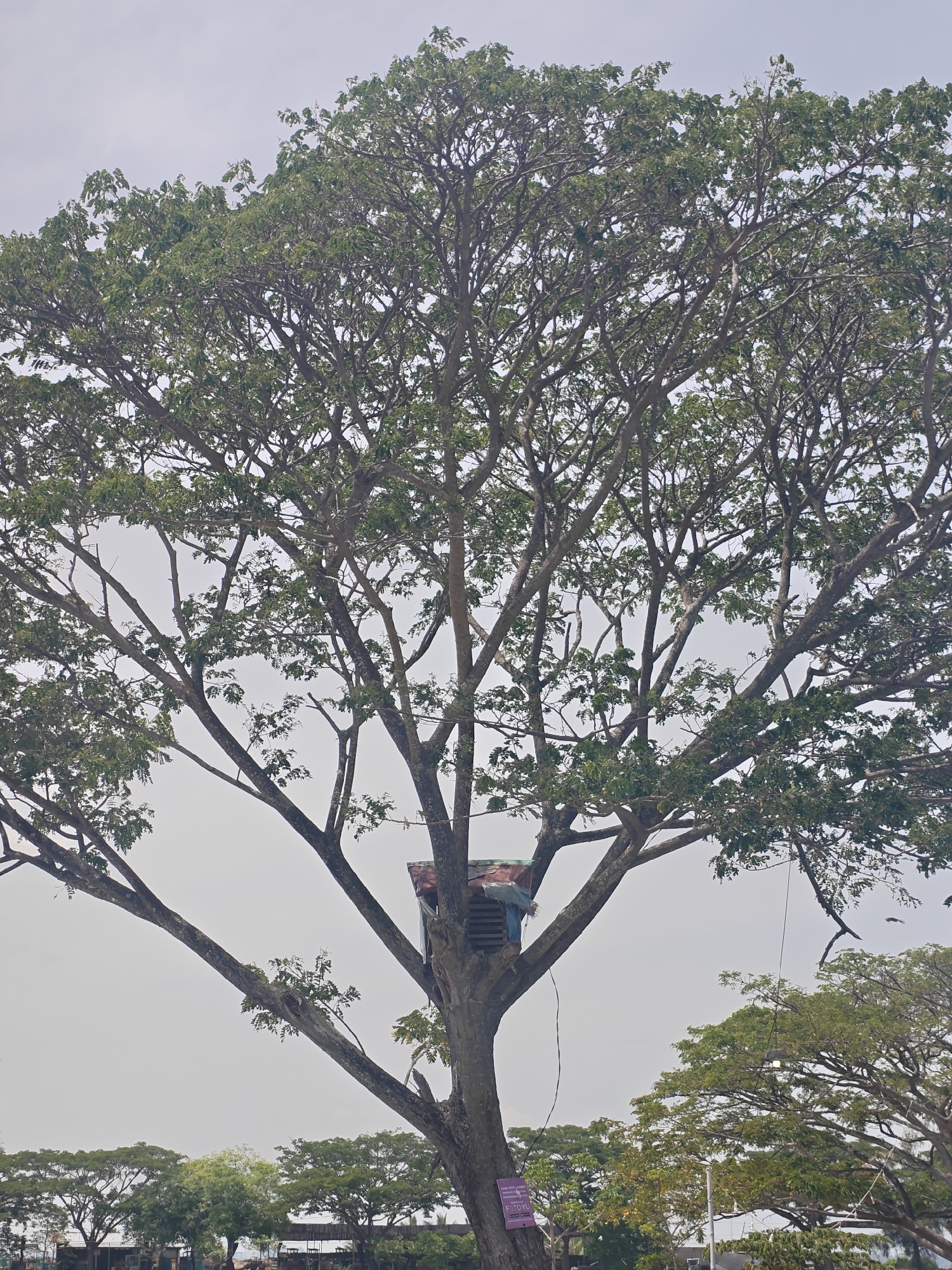 The image shows a large tree with a makeshift treehouse in its branches in Lhokseumawe, Indonesia. The treehouse appears constructed from scrap materials, with a person partially visible inside. The tree is the dominant feature, with dense foliage and branches reaching outwards. Other trees and low-lying buildings are visible in the background. The sky is overcast and the overall scene appears to be a public park or recreational area. A light is hanging from a wire on the right side of the tree. A purple sign is affixed near the base of the tree.