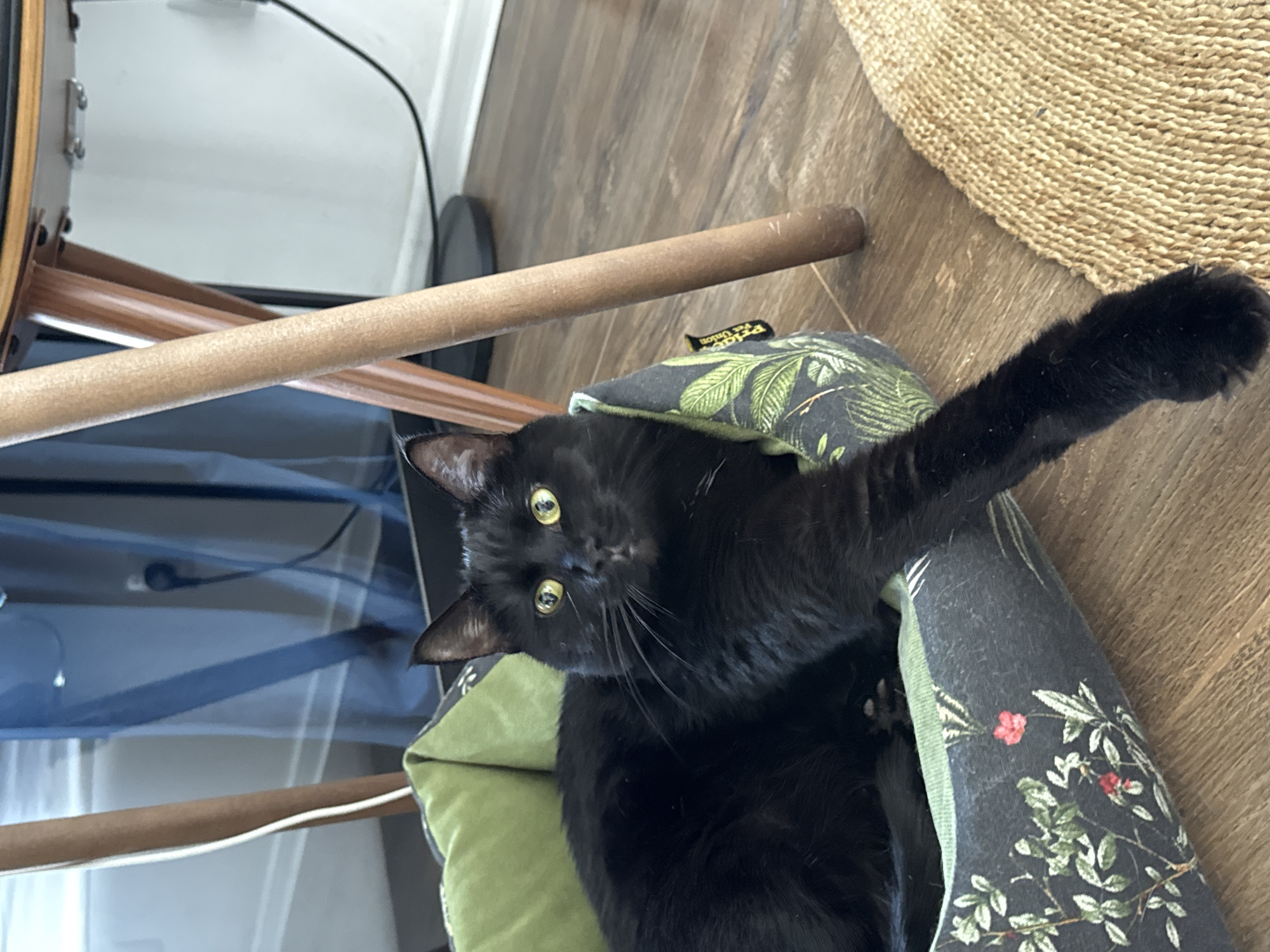 A black cat with bright yellow eyes is resting in a patterned cat bed on a wooden floor. The cat bed has a green interior and a dark exterior with a botanical print featuring green leaves and small red flowers. The cat is lying down, with its front right paw extended out of the bed. Behind the cat bed, there are wooden chair legs and a blue curtain. Electrical cords are visible near the wall. The environment appears to be indoors, possibly a home. There is no indication of the city of Moscow, Russia.