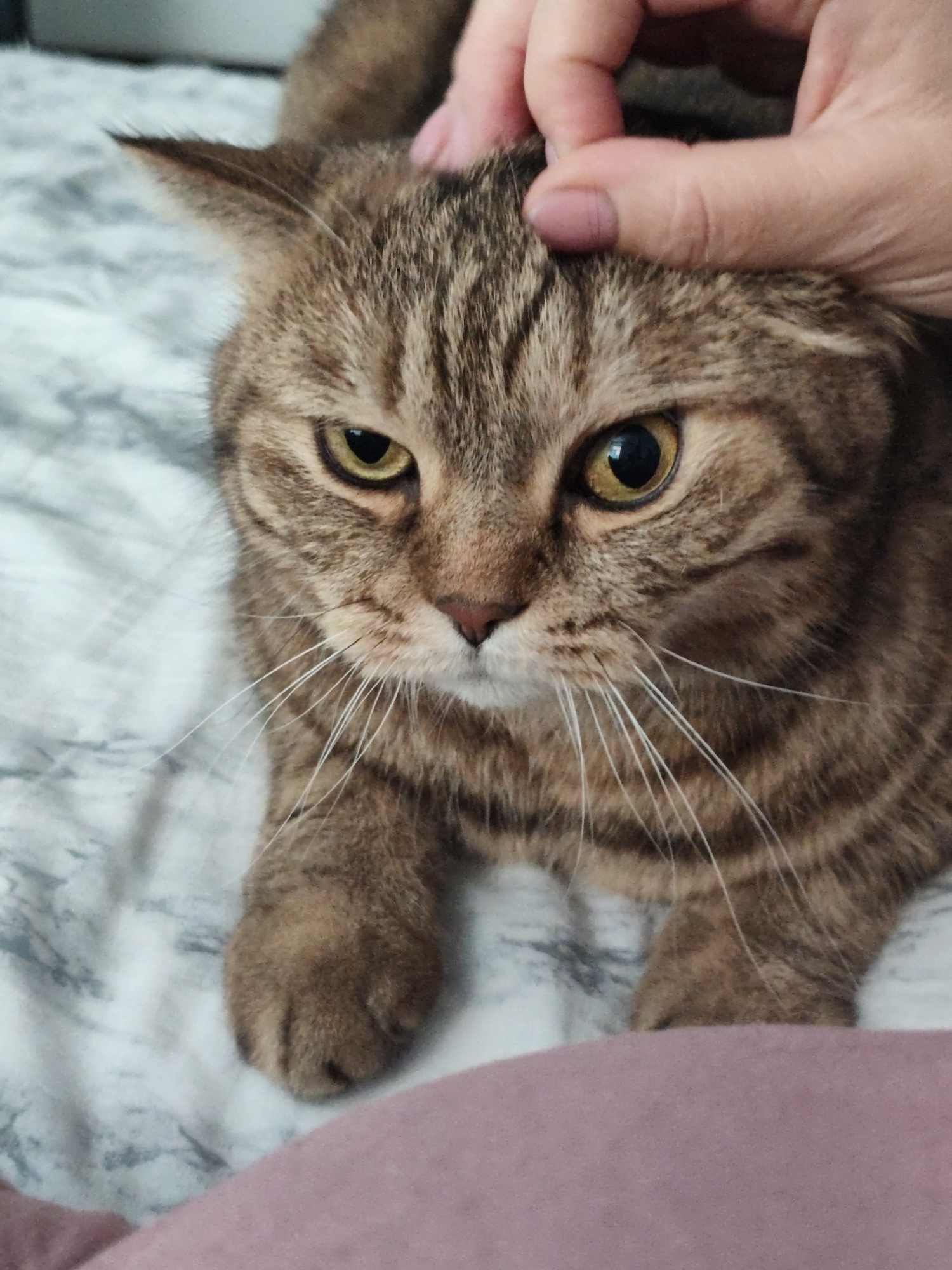 A close-up shot shows a tabby cat lying on a bed with a person's hand petting its head. The cat has brown fur with darker stripes, yellow eyes, and white whiskers. The background consists of a light-colored, patterned blanket. The image is taken from a high angle, focusing on the cat's face and the hand. There is no information in the image that allows for the determination of its location in Komsomolsk-on-Amur, Russia.