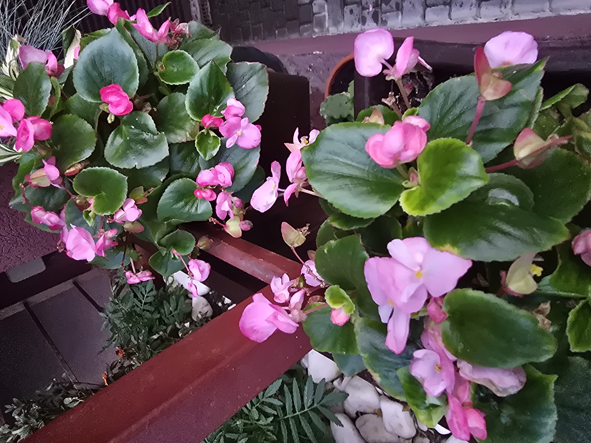 The image shows a close-up view of potted pink begonia flowers with green leaves. The flowers are a vibrant pink, with some appearing fully bloomed and others in bud. The leaves are large and heart-shaped, with a glossy texture. The plants are in dark brown pots, one of which is partially visible at the bottom right. In the background, there is a dark red railing and some greenery, possibly other plants or foliage. The overall setting appears to be outdoors, with a hint of a paved surface and brickwork visible on the right side. The lighting suggests it might be overcast or late in the day. This scene is located in Sofiivska Borshchahivka, Ukraine.