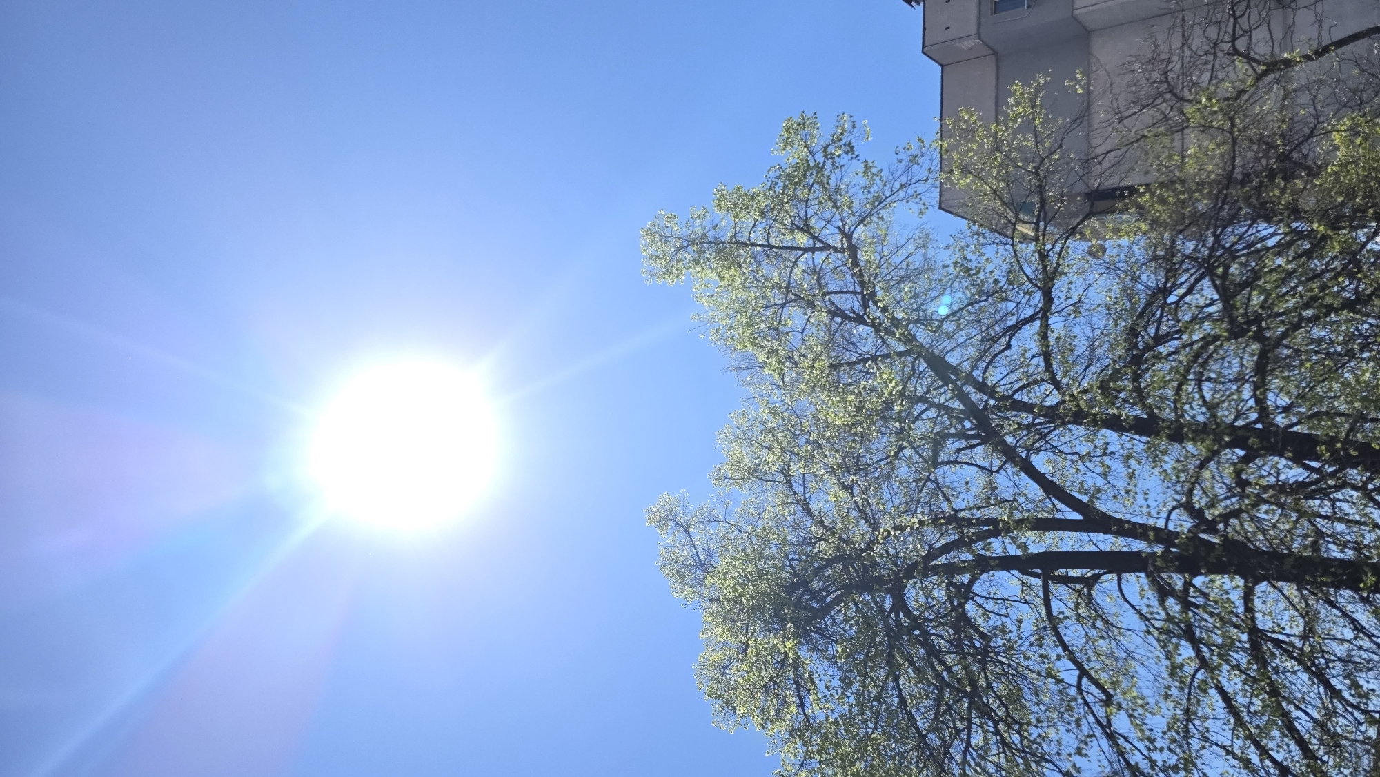 The image depicts a bright sunny day in what appears to be an urban environment. The sun is positioned in the left side of the frame, its intensity causing lens flare. A tree with sparse green foliage occupies the right side of the image, and the corner of a building is visible. The location may be Blagoevgrad, Bulgaria, but no specific indicators confirm the location. The focus is on the natural elements with the architectural detail providing context.