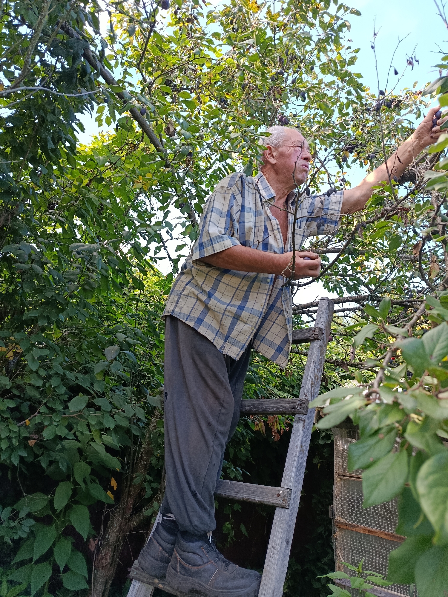 An elderly man with gray hair stands on a wooden ladder, reaching up to pick plums from a tree. He is wearing a blue and beige plaid shirt, gray pants, and dark boots. The man is focused on the task, with his left hand holding a plum and his right hand extending towards another. The background is filled with lush green foliage and a clear blue sky. In the lower right corner of the image, a part of a wooden structure with mesh wire is visible. The scene depicts a person engaged in harvesting fruit in a garden or orchard.