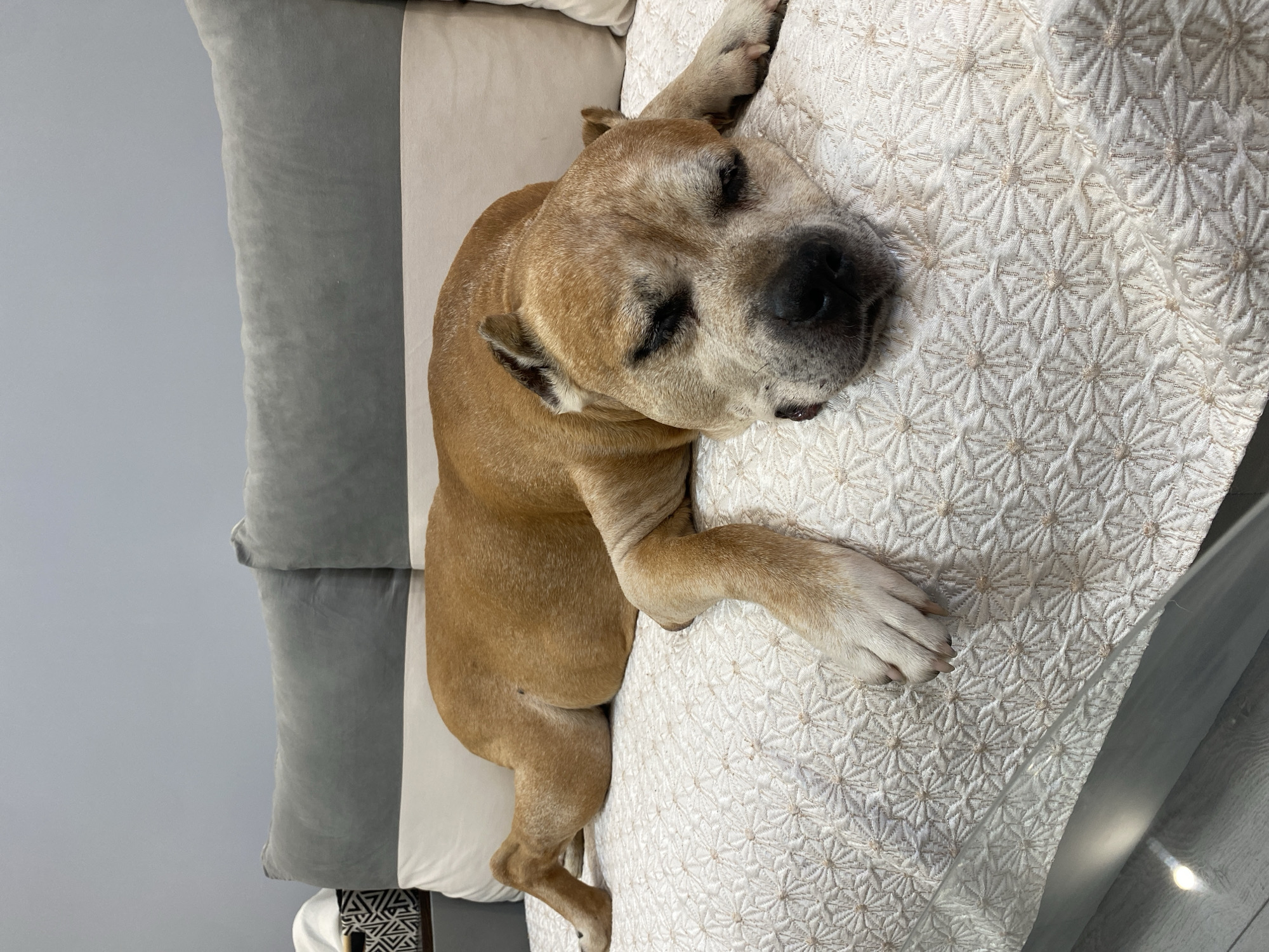 A tan dog is sleeping on a couch. The couch has a textured white blanket and is against a wall with two pillows. A black and white patterned basket is to the left of the couch. The dog is lying on its side with its eyes closed and its head resting on its paws. The dog's body is relaxed, and its legs are splayed out. The lighting in the image is natural, coming from the right side of the frame. The scene appears to be indoors, in a home environment. The location in the city of Pleven, Bulgaria is not discernible from the image.