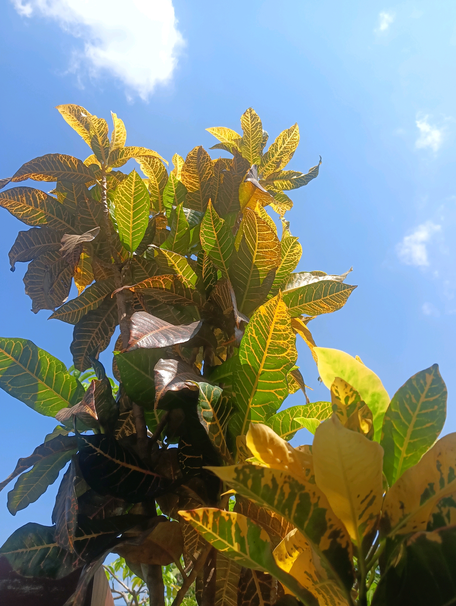 A low-angle shot captures a croton plant with variegated leaves against a bright blue sky with wispy white clouds and a visible sun flare in the upper right quadrant. The leaves display a vibrant mix of green, yellow, and dark reddish-brown, with prominent veining. The plant appears to be growing outdoors, possibly in a garden or yard in Kromengan, Indonesia, as indicated by the clear sky and lush foliage typical of a tropical or subtropical climate. The composition emphasizes the texture and color of the leaves, with the sky serving as a contrasting backdrop.