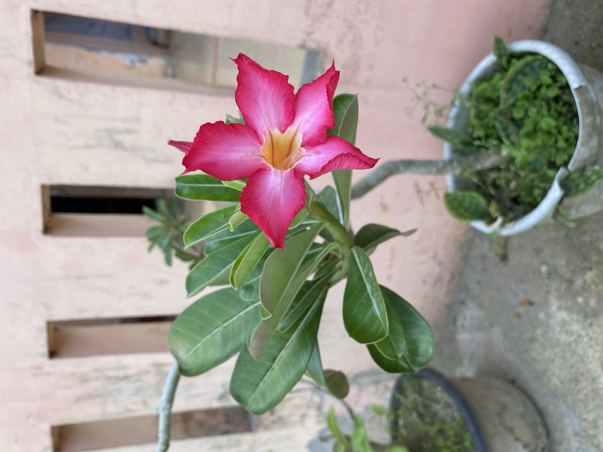 The primary subject of the image is a vibrant pink desert rose (Adenium obesum) flower, prominently displayed in the center. The flower features five petals that transition from a deep fuchsia pink at their ruffled edges to a softer pink, culminating in a bright yellow center. The flower is supported by a sturdy green stem, from which several glossy, deep green, oval-shaped leaves extend.
The plant is situated outdoors, likely in a garden or patio setting. Parts of two other potted plants are visible in the background: a white or light-colored pot containing small, dense green foliage is seen to the upper right, and a dark-colored pot is partially visible towards the bottom right.
The background on the left and upper part of the image consists of a light brown or beige wall with several horizontal, rectangular openings or recesses, possibly for ventilation or as architectural features. The wall appears textured and slightly weathered. Below the main plant, a rough, grey ground surface, possibly concrete or pavement, is visible.
The scene depicts a peaceful moment in nature, with no specific activity taking place beyond the blooming of the flower. The bright, even lighting suggests it is daytime. No text is visible in the image. The overall setting is consistent with an outdoor, possibly residential, area in a warm climate like Lhokseumawe, Indonesia.