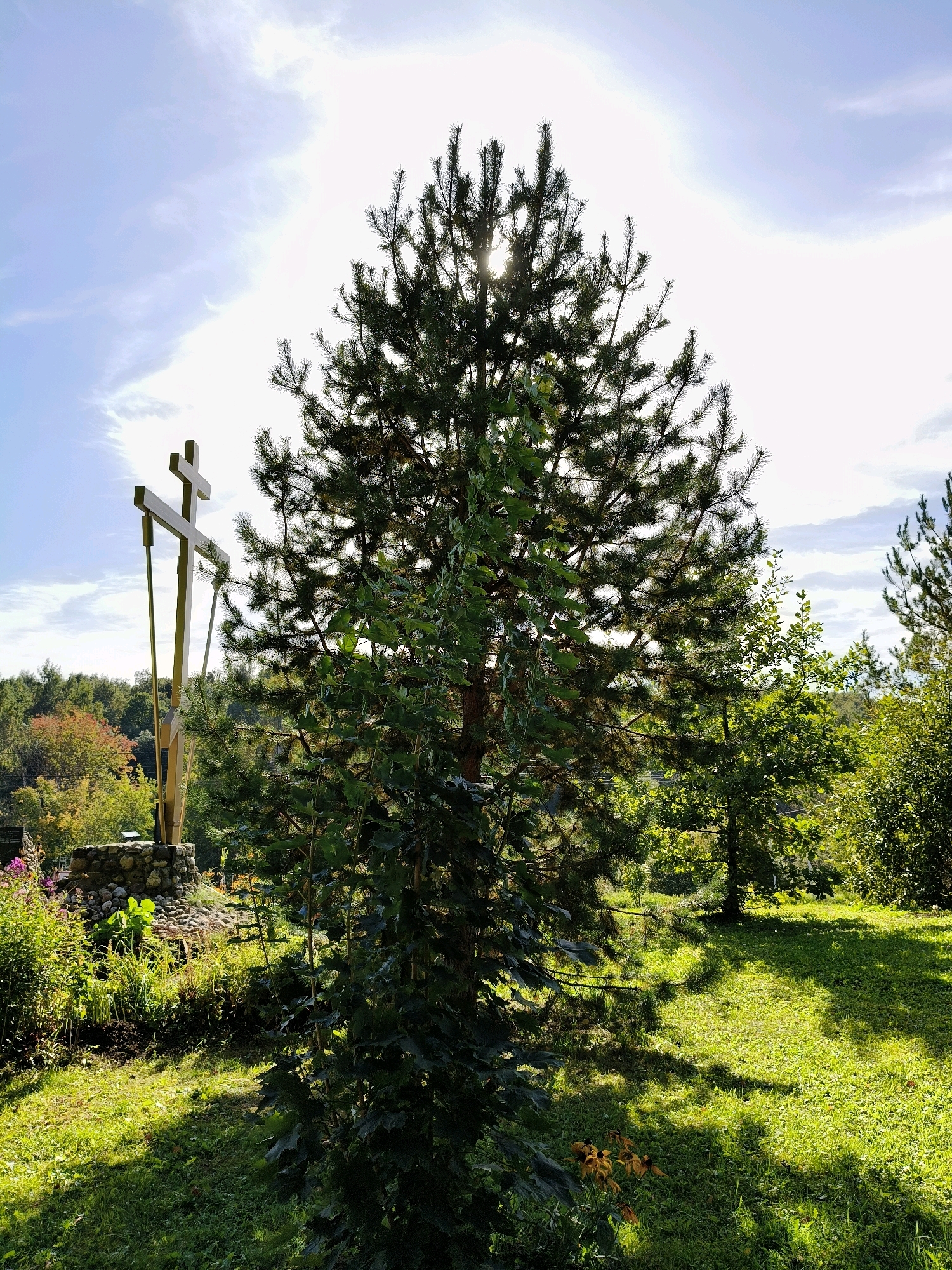 A tall evergreen tree stands in the foreground, casting a shadow on the bright green grass. Behind the tree, a wooden cross with a smaller horizontal beam is visible, erected on a stone foundation. The background consists of a dense forest with trees displaying autumnal colors. The sky is bright blue with scattered white clouds, and the sun is visible behind the evergreen, creating a halo effect. The scene appears to be a peaceful outdoor setting, possibly a cemetery or a place of religious significance.