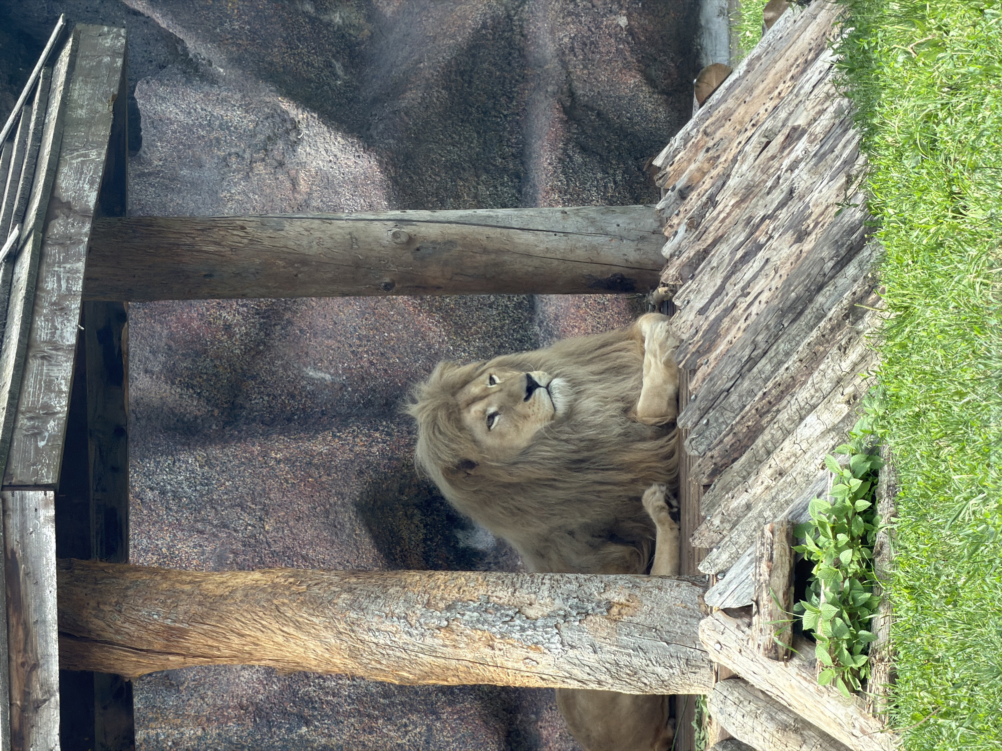 A male lion with a light brown mane lies on a wooden platform within a zoo enclosure. The enclosure features a rough, rocky background and is partially covered by a wooden structure supported by large tree trunks. The lion is resting, looking to the right with its front paws extended. Green grass is visible in the foreground. This scene is located at the Izhevsk Zoo in Izhevsk, Russia.