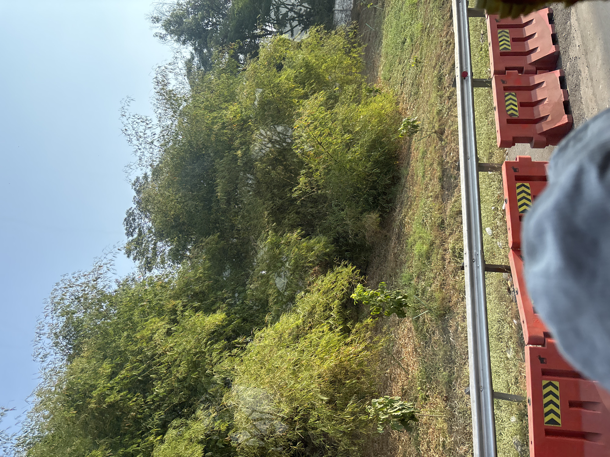The image shows a roadside scene in Karawang, Indonesia. In the foreground, a blurred grey object, likely a person's head or shoulder, obscures the bottom portion of the frame. In front of this, there are several bright red plastic barriers, some with yellow chevron markings. Behind the barriers, a silver metal guardrail runs horizontally across the image. Beyond the guardrail, a slope covered in dry grass and some scattered green vegetation rises up. The slope is populated by several young trees. The background is dominated by a dense cluster of bamboo trees with lush green foliage, catching the sunlight and appearing somewhat luminous. In the far background, a white building with a dark roof is partially visible through the trees, along with a dark green tree. The sky above is clear and light blue. The scene suggests a highway or roadside area with ongoing construction or traffic management, characterized by the presence of the barriers and guardrail, surrounded by natural vegetation.