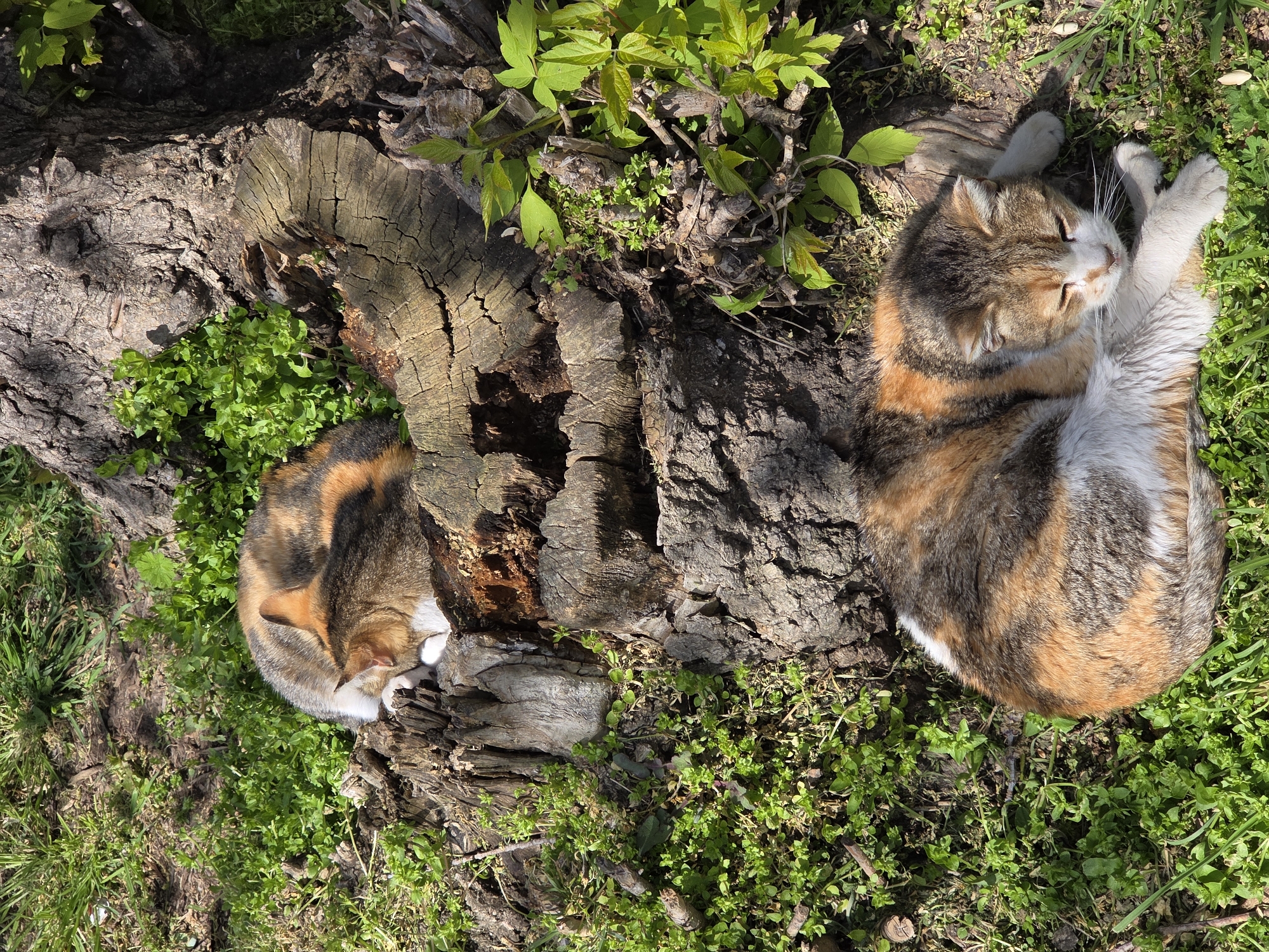 Two calico cats are resting outdoors beside and inside of a decaying tree stump. The scene is set on grass. The location appears to be Varna, Bulgaria, but this is an inference as no definitive landmarks are visible to confirm.