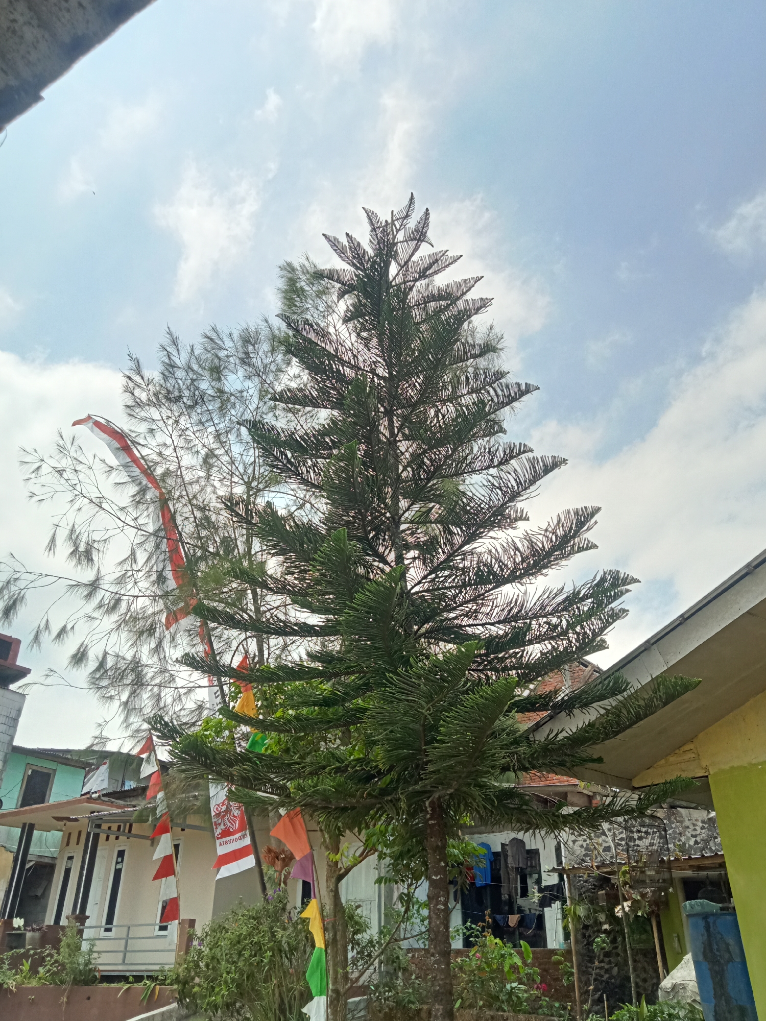 A medium-shot, outdoor photograph depicts a tall evergreen tree with dense, dark green foliage dominating the foreground, silhouetted against a bright, cloudy sky. The tree's branches are structured in a pyramidal fashion. To the left of the evergreen, a sparser, lighter green tree with thin needles is visible. Several Indonesian flags, red and white, and colorful pennants are draped on the branches of this second tree, suggesting a celebration or commemoration.
Behind the trees, a section of a residential building with a light-colored facade, white trim around windows and doors, and a grey railing is visible. The building's roof appears to be made of tiles. To the right, a section of another building with a bright yellow upper wall and a lime green lower wall is present. In the background, additional structures with brick accents and a tiled roof are discernible. Laundry hangs on a clothesline between two buildings. A birdcage is also visible. The overall scene suggests a residential area in Pancurwening, Indonesia, likely during a period of national celebration. The image is taken from a low angle, looking up towards the sky.