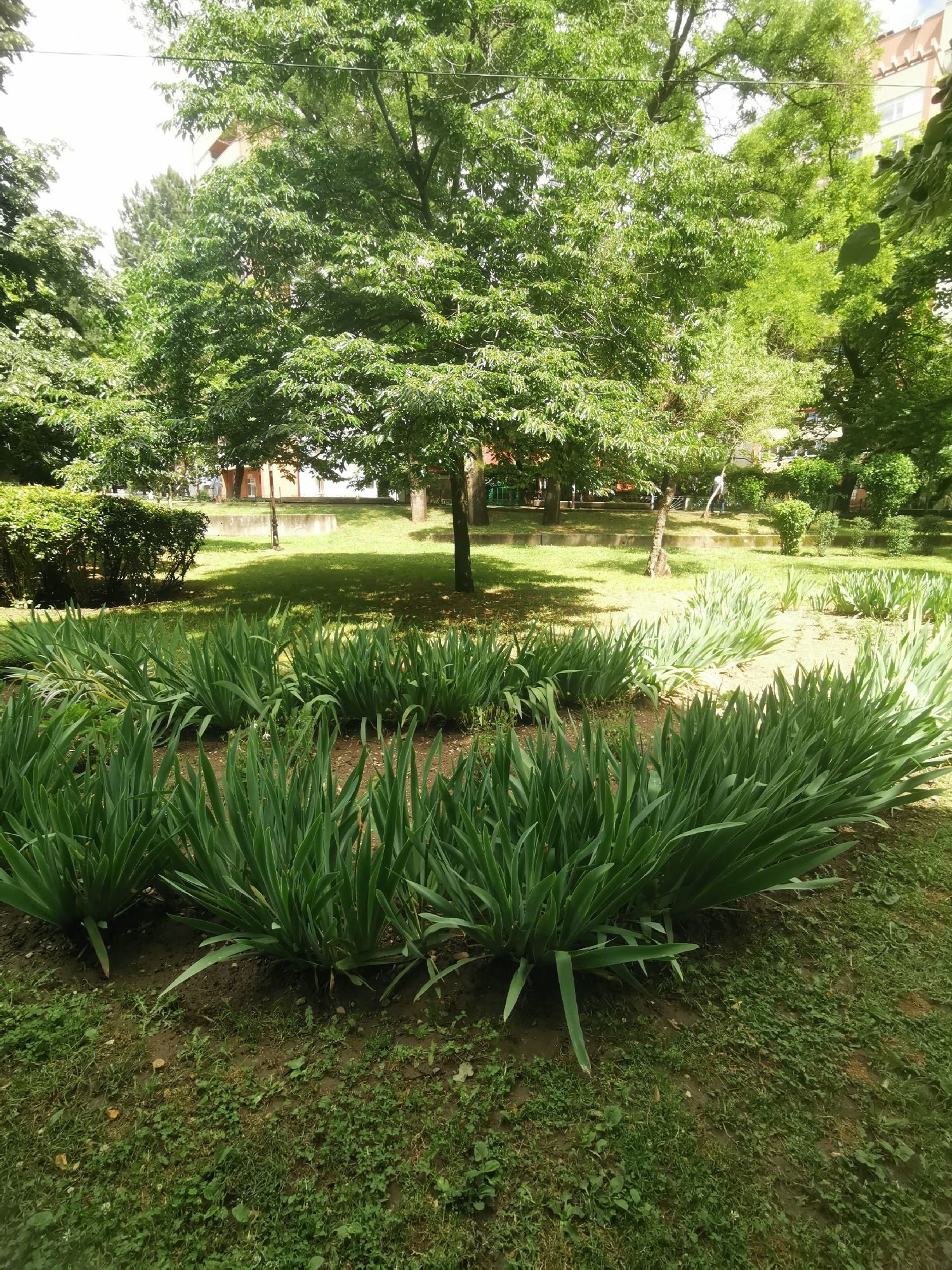 This image depicts a vibrant green park or garden scene, located in Blagoevgrad, Bulgaria, on a bright, sunny day. The foreground is filled with numerous dense clusters of long, sword-like green plants, possibly irises, arranged in distinct beds. Patches of green grass and other low-lying ground cover fill the areas between these plant beds and extend towards the background.
The midground and background are characterized by abundant deciduous trees with full, green canopies, which cast strong shadows on the grassy areas, indicating clear skies and direct sunlight. A prominent tree trunk stands centrally in the midground. To the left, a neatly trimmed green hedge is visible. Further back, on a slightly elevated grassy area, a concrete structure, possibly a planter or a low wall, can be seen.
A single person is faintly visible in the mid-background, standing on the raised grassy bank. They appear to be wearing light-colored clothing, though their specific activity is unclear due to distance and partial obstruction by the trees.
Through and above the tree line in the background, parts of urban buildings are visible. One building exhibits light-colored walls with a contrasting terracotta-colored upper section or roofline, while another shows white window frames. A thin utility line or wire runs horizontally across the upper part of the image, weaving through the tree branches. The scene conveys a peaceful, well-maintained urban green space during daylight hours, likely in late spring or summer. No visible text is present in the image.