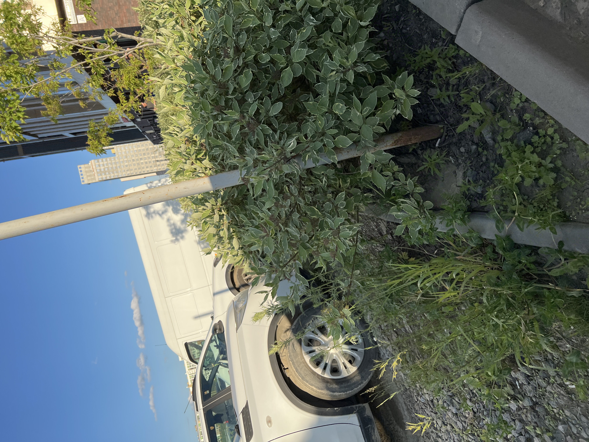 A white delivery van is parked on a gravel lot, partially obscured by a leafy green bush with variegated leaves. The van's side door is open, and the driver's side of the vehicle, including a wheel and the front passenger door, is visible. In the background, a tall, modern building with many windows stands against a bright blue sky dotted with scattered white clouds. A metal pole, possibly part of a street light or sign, runs vertically through the scene, in front of the bush. The ground appears to be covered in small, grey stones, typical of an outdoor parking or industrial area. The lighting suggests it is daytime, likely late morning or afternoon, with the sun casting shadows and highlighting the greenery. The scene is a common urban or commercial setting, possibly on the outskirts of a city. No people are visible in the frame. There is no visible text in the image.