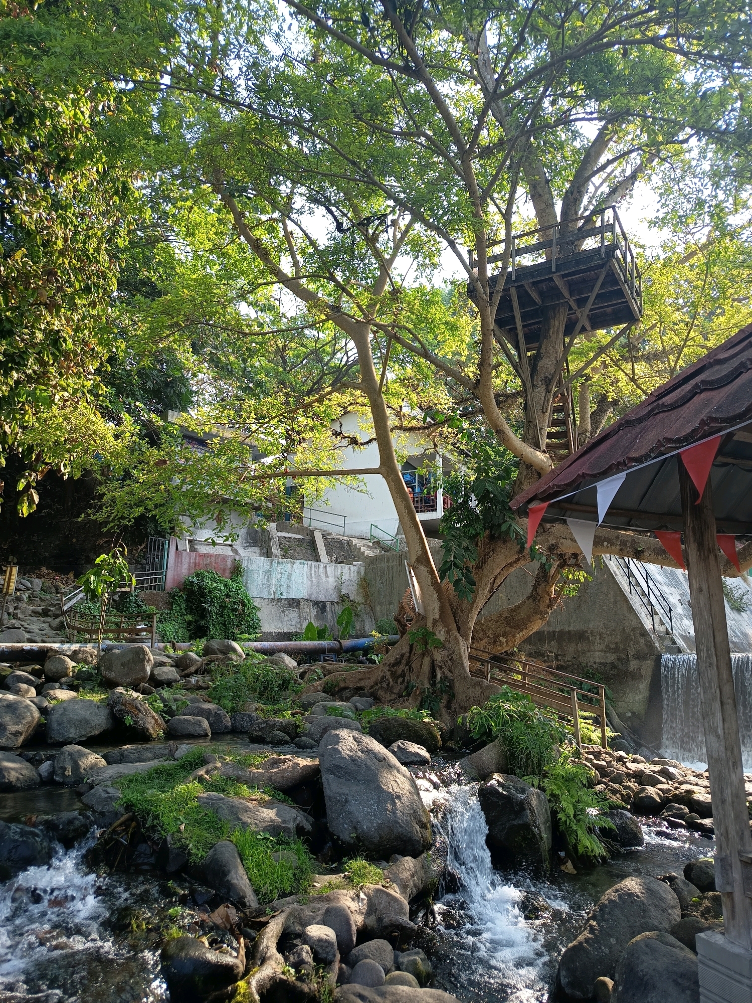 The image depicts a natural scene in Wangen, Indonesia. In the foreground, a rocky stream with clear water flows over smooth stones and lush green vegetation. The stream bed is composed of various sized rocks and pebbles. In the midground, a large tree with a substantial trunk and many branches dominates the scene, supporting a wooden treehouse with a railing. To the right of the tree, a small waterfall cascades down a concrete structure, and a covered seating area with a red and white triangular flag bunting is visible. Behind the tree and waterfall, a white building with windows is situated on a hillside, accessible by concrete stairs and a metal railing. The surrounding environment is rich with greenery, with dense foliage and trees creating a natural, outdoor setting. The lighting suggests it is daytime, with sunlight filtering through the leaves. There are no people visible in the image.