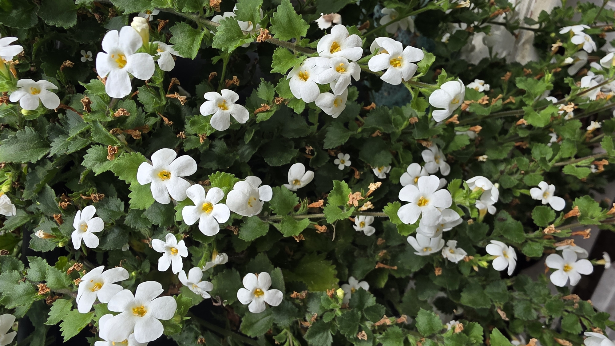 The image displays a dense cluster of small white flowers with yellow centers, interspersed with dark green, serrated leaves and some dried brown remnants of past blooms. The flowers are delicate and appear to be trailing or cascading. The overall impression is of a lush, natural growth. The specific location in St. Leonards, United Kingdom, is not discernible from the image itself; the scene is a close-up of the plant life without any contextual urban or geographic markers.
