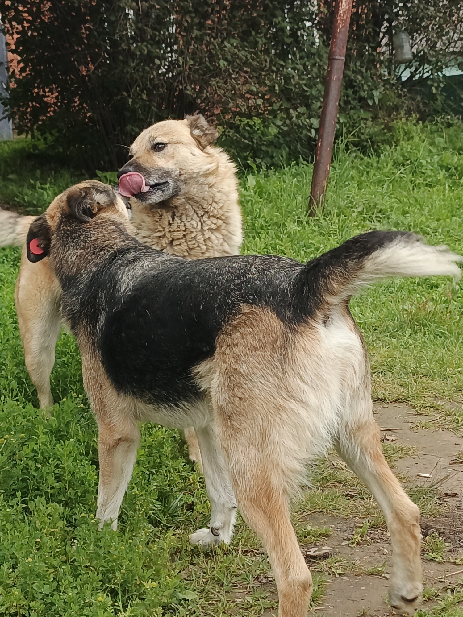 The image shows two dogs interacting in an outdoor environment. The dog in the foreground is facing away from the camera, showing its back and tail. It has a black saddle marking on its back and tan fur on its legs and underside. A red tag is visible on its left ear. The dog in the background is facing the foreground dog, with its head lowered and tongue extended, appearing to lick the other dog. It has tan fur and a fluffy mane. Both dogs are standing on a patch of green grass, with some dirt and a rusty pole visible in the background. This scene is located in the city of Medvedyovka, Russia.