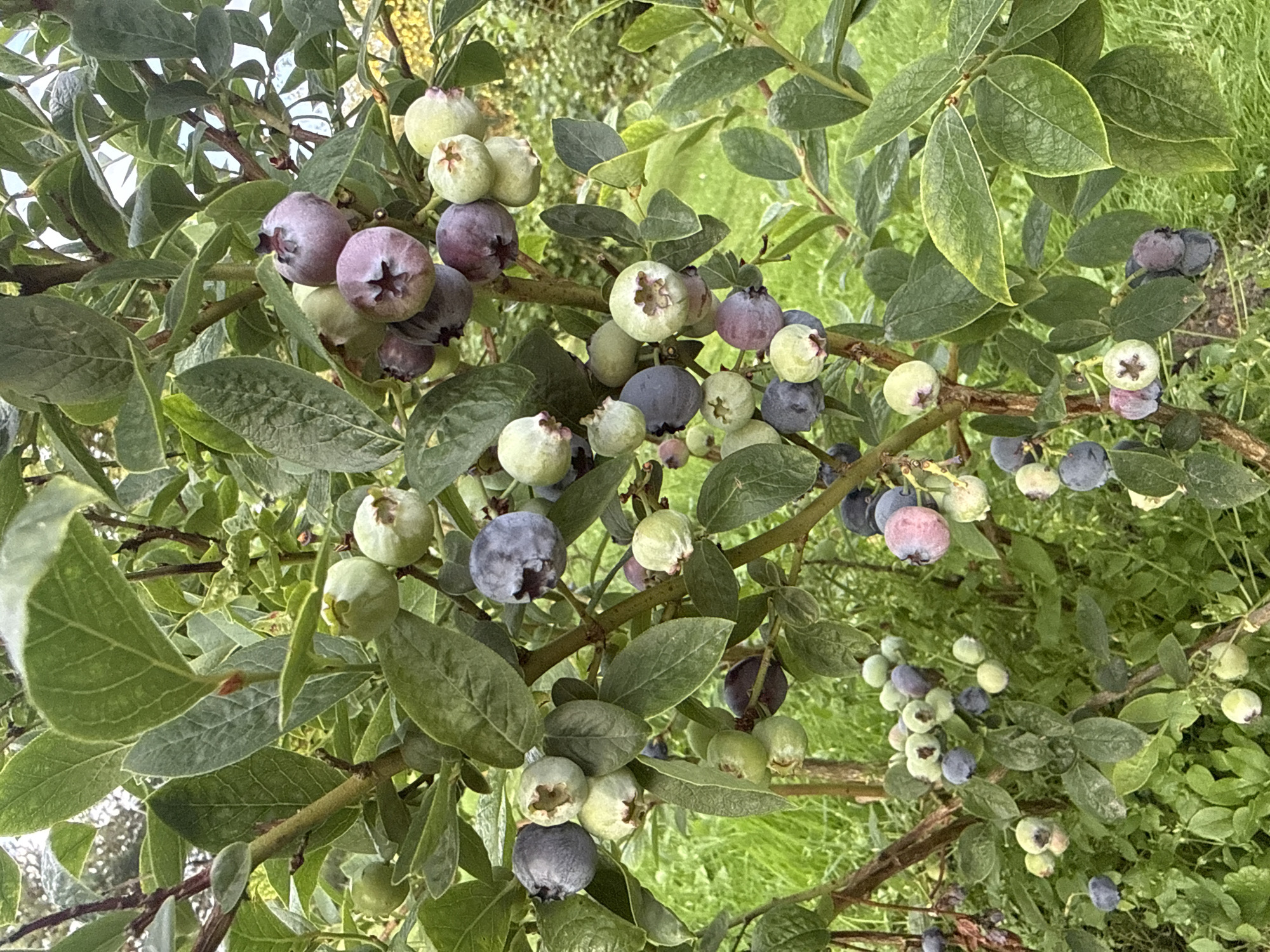 A close-up shot focuses on a blueberry bush laden with developing fruit. The blueberries vary in color from green to pale purple and deep blue, some still small and unripe, others plump and ready for harvest. Clusters of berries hang amidst lush green leaves, some of which show signs of slight yellowing. The bush is situated outdoors, with a backdrop of green grass and distant foliage, suggesting a garden or natural setting. The lighting is natural, likely overcast or diffused sunlight, creating soft shadows. The image was taken in Vikraičiai, Lithuania.