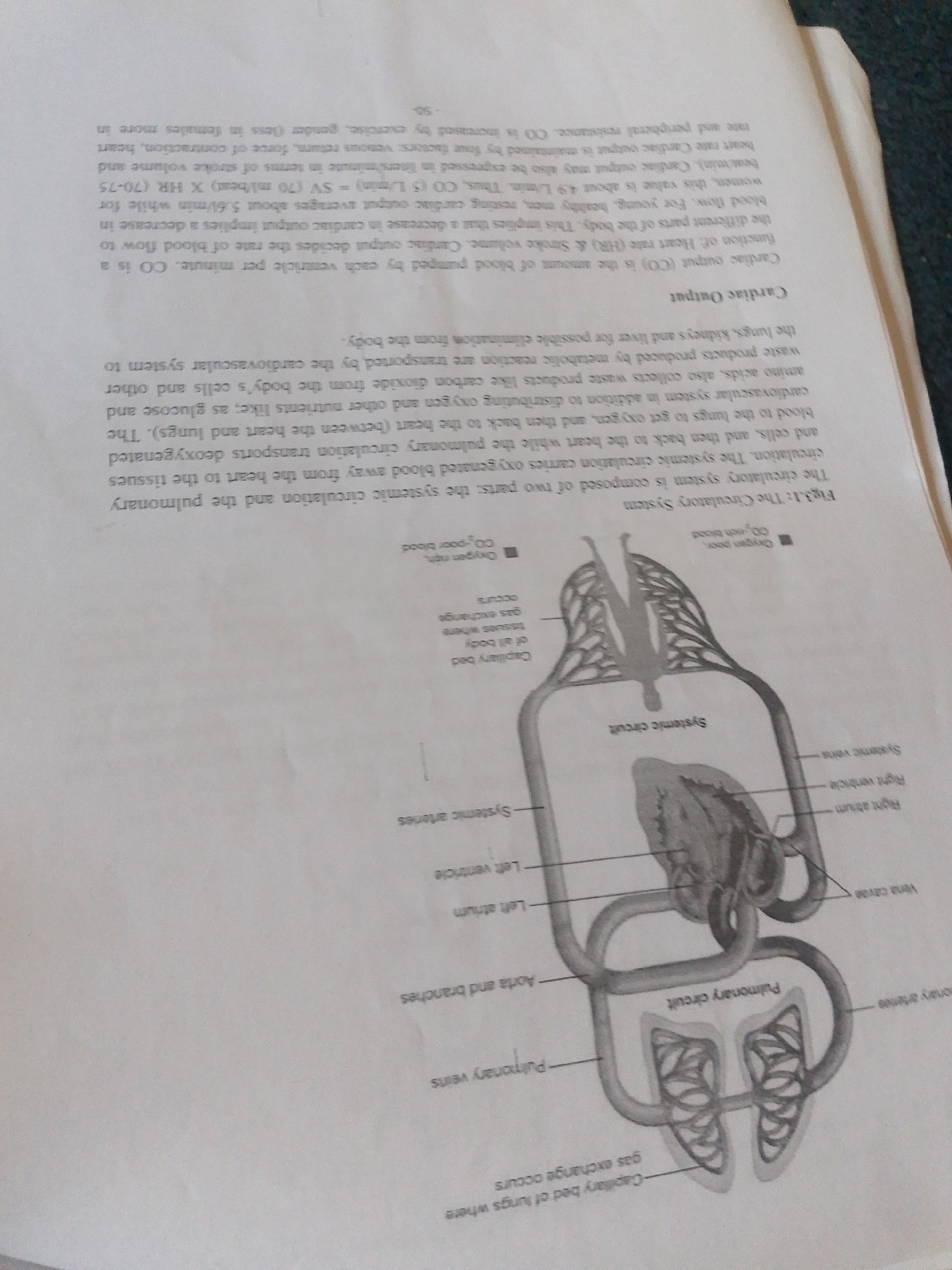 The image shows an open textbook page with a diagram of the human circulatory system. The diagram illustrates the systemic and pulmonary circuits, depicting the heart, lungs, and blood vessels. Labels point to different parts of the heart (atria, ventricles) and vessels (arteries, veins, capillaries), indicating the flow of oxygenated and deoxygenated blood. Text accompanying the diagram explains the functions of the circulatory system, cardiac output, and related physiological concepts. The text is in English and includes scientific terminology and equations. The page is slightly creased and shows signs of use, suggesting it is from a library or personal study collection. The lighting suggests it is indoors, likely during the day. No people are visible, and the scene is purely educational.
