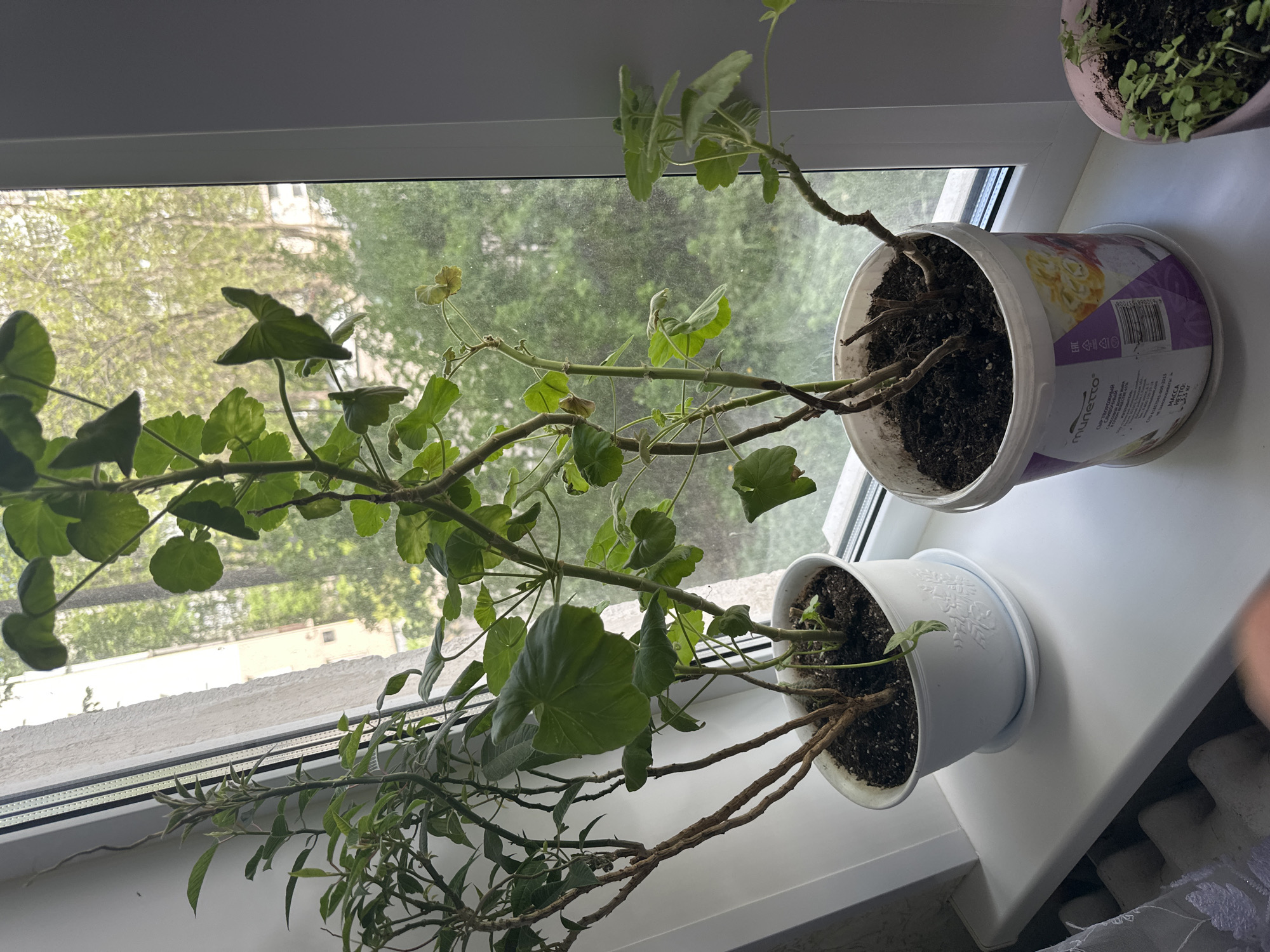 Here is a description of the image:
The image shows three potted plants on a white windowsill indoors. The plant on the left and the plant in the middle are both geraniums, while the plant on the far right contains sprouts. The geraniums have green leaves and long, bare stems. The pots are different colors and styles: a patterned plastic container, a white pot, and a pale pink pot. A window behind the plants looks out onto a green, leafy area. The location is Unknown, Unknown.