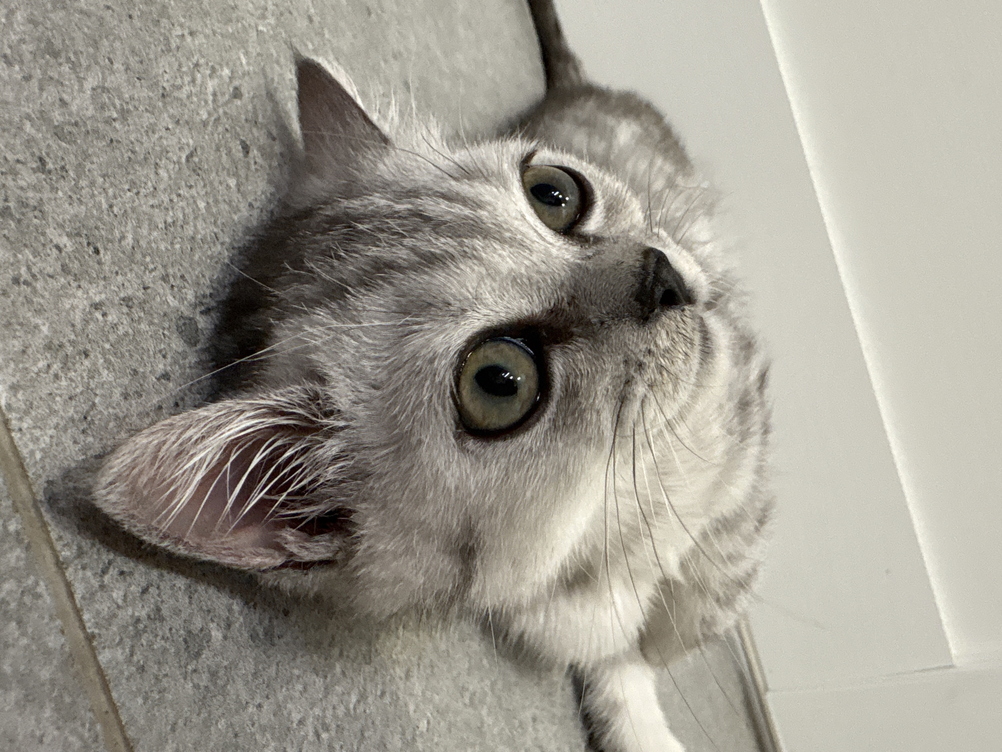 A close-up shot depicts a silver tabby cat with large, round, olive-green eyes gazing upwards. The cat's fur is a mix of gray and white stripes. The background features a gray tile surface on the left and a white vertical surface on the right. The cat's tail is partially visible in the background. The photograph does not provide information about Izhevsk, Russia.