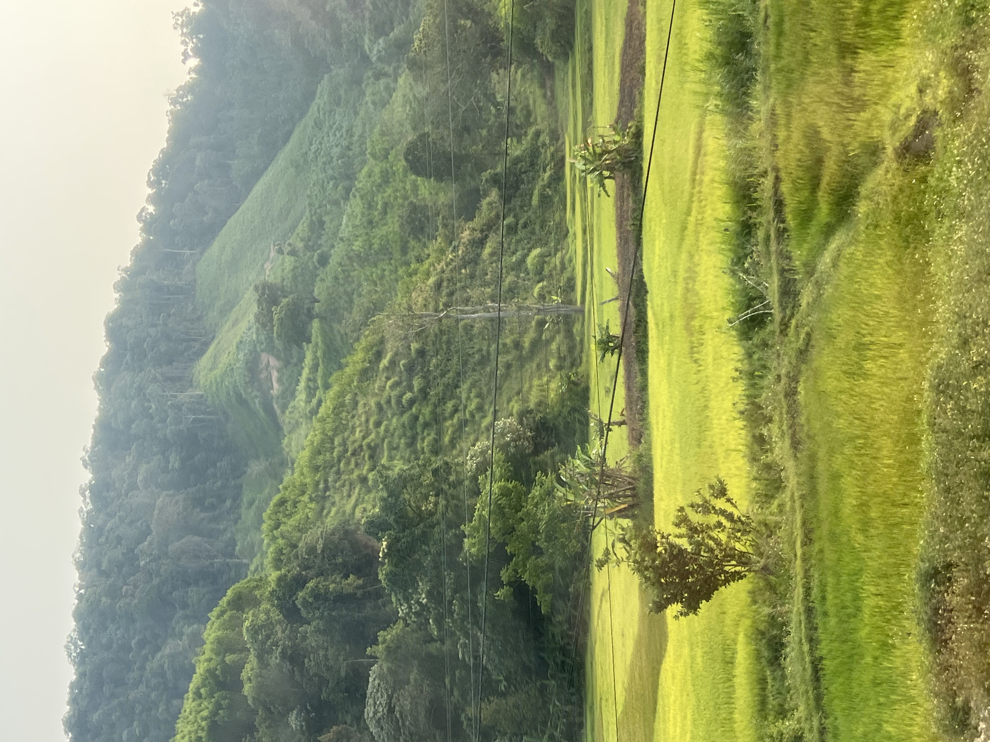 The image depicts a lush landscape in Myui, Vietnam. A steep, verdant hillside covered in dense vegetation rises on the left, its upper reaches shrouded in mist. Terraced fields of bright green rice paddies dominate the right side of the frame. A scattering of trees and plants are interspersed between the paddies. Utility poles and power lines bisect the scene, running horizontally across the middle ground. The sky is pale and overcast. There are no visible people or animals in the scene.