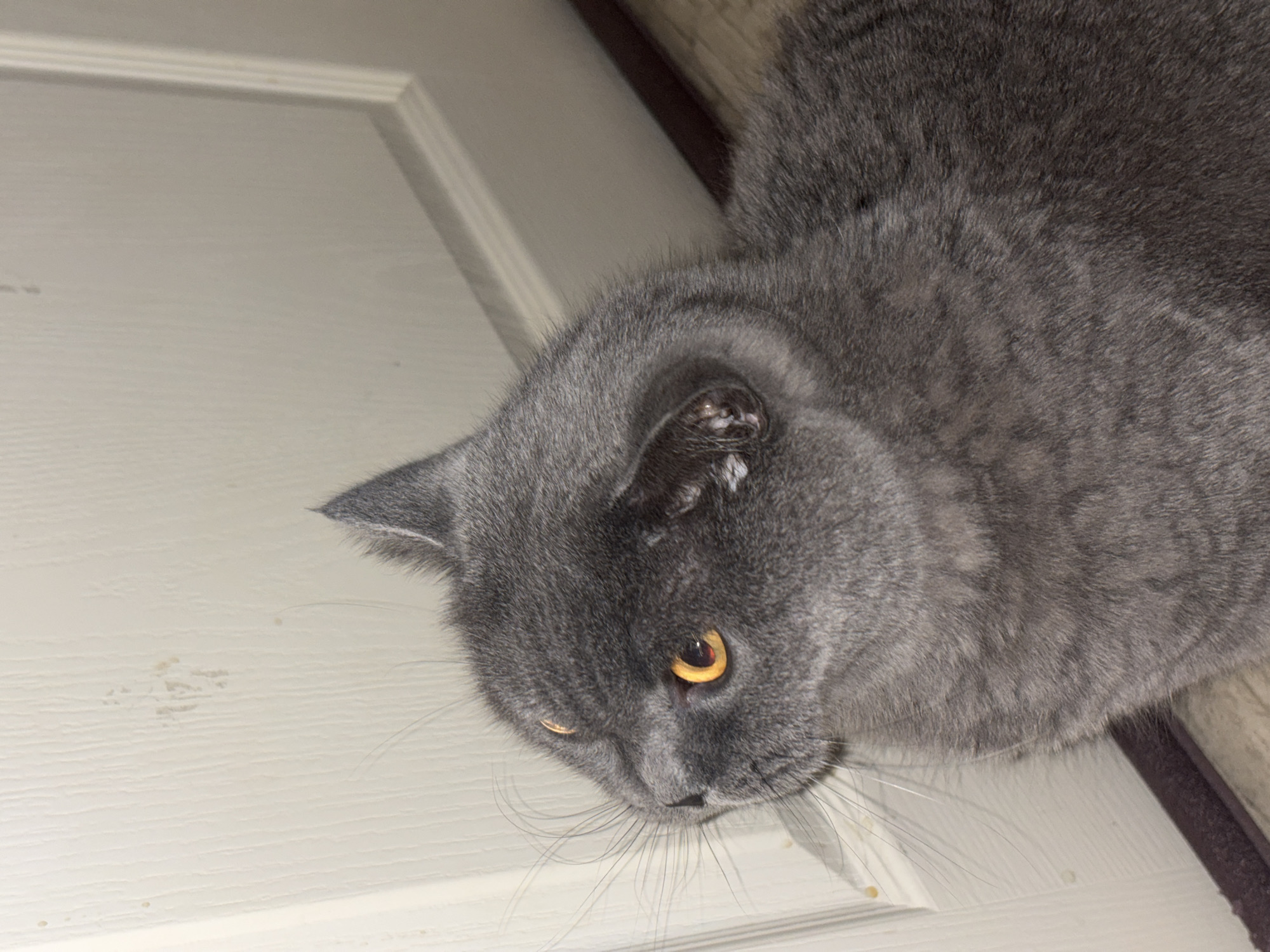 A gray cat is captured in a close-up, overhead shot, positioned on or beside a white door. The cat has dense, short gray fur and striking amber-orange eyes, which are focused downwards and slightly to its right. Its long, white whiskers extend towards the door surface.
A notable detail is the presence of white, crusty-looking residue or scabbing on the fur around the cat's right ear. The cat's fur also exhibits subtle variations in shading and patterning.
The background consists primarily of a white, paneled door with a textured surface and a visible raised molding along its top edge. Several faint, brownish smudges or marks are present on the door's surface, particularly to the left of the cat's head. Behind the cat, a dark, plush-looking object, possibly a pet bed or cushion, is partially visible. The lighting is soft and even, suggesting an indoor setting. No text is visible in the image.