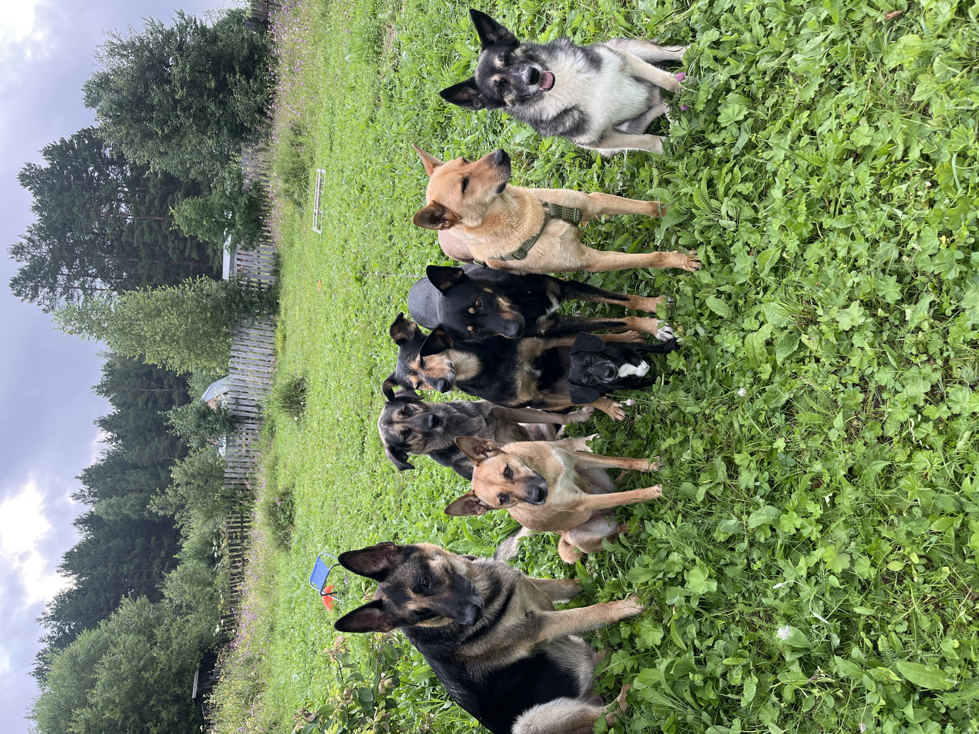 A group of eight dogs are gathered in a grassy, outdoor area. The dogs vary in size, breed, and color. In the background, there is a wooden fence, trees, and a cloudy sky. The scene appears to be in a rural or semi-rural setting, possibly a backyard or a field. There are no people or specific landmarks that would allow for definitive identification of the city of Nizhny Tagil, Russia, or any particular location within it. The environment is lush and green, suggesting it is likely springtime or summertime.