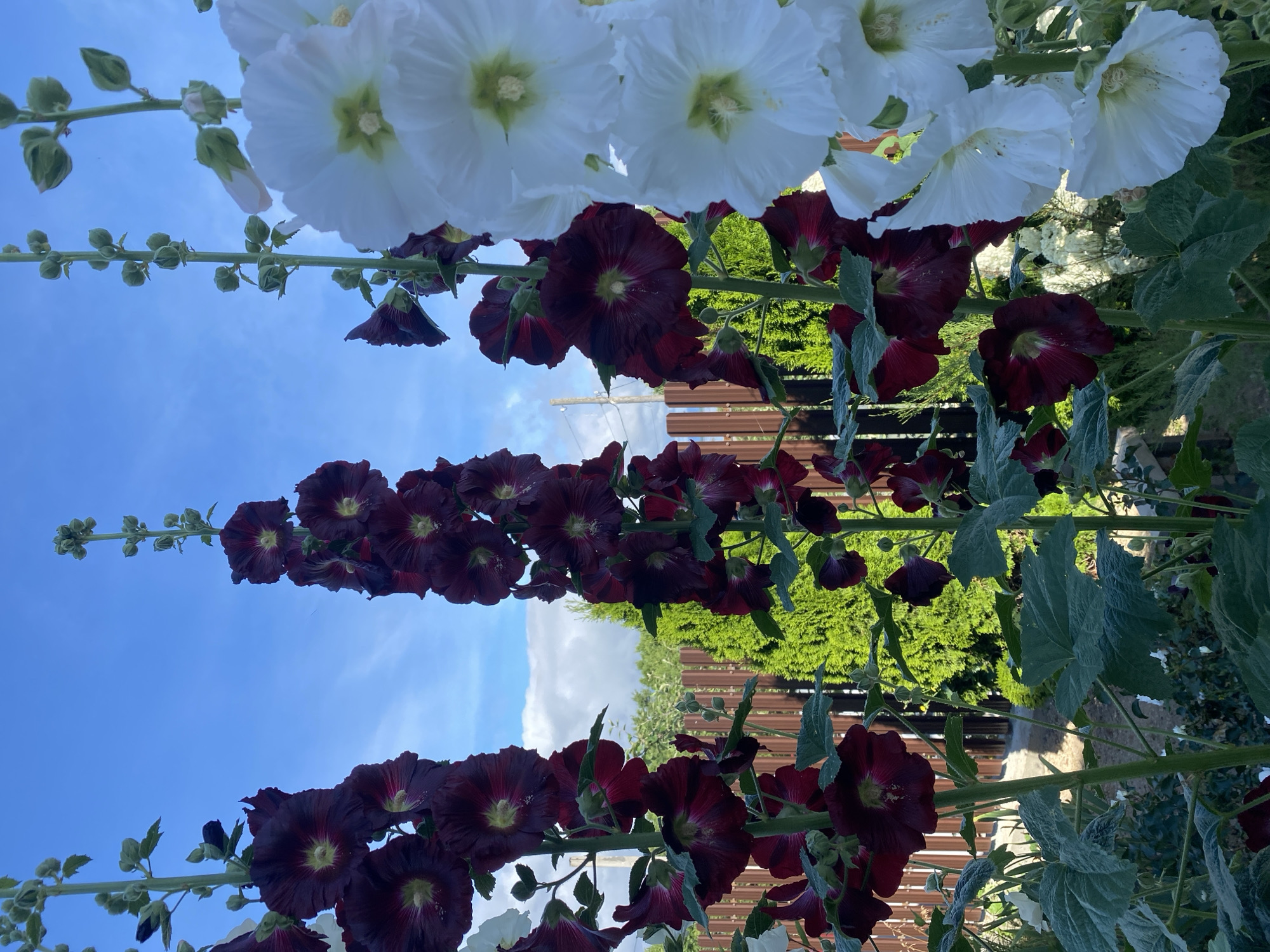 A low-angle shot captures a row of tall hollyhocks in the city of Tret'ya Pad', Russia. Two stalks of dark red hollyhocks stand on the left, their velvety petals ranging from deep burgundy to almost black, with bright yellow centers. To the right, a stalk of white hollyhocks displays large, ruffled white petals with similar yellow centers. The hollyhocks are in bloom, with many flowers open and some buds still visible at the top of the stalks. Lush green leaves are abundant on the lower portions of the plants. Behind the flowers, a wooden fence with vertical planks is visible, partially obscuring a vibrant green conifer. The sky above is a clear blue, with a few wispy white clouds. The overall scene is a close-up view of a garden setting, likely during daylight hours.