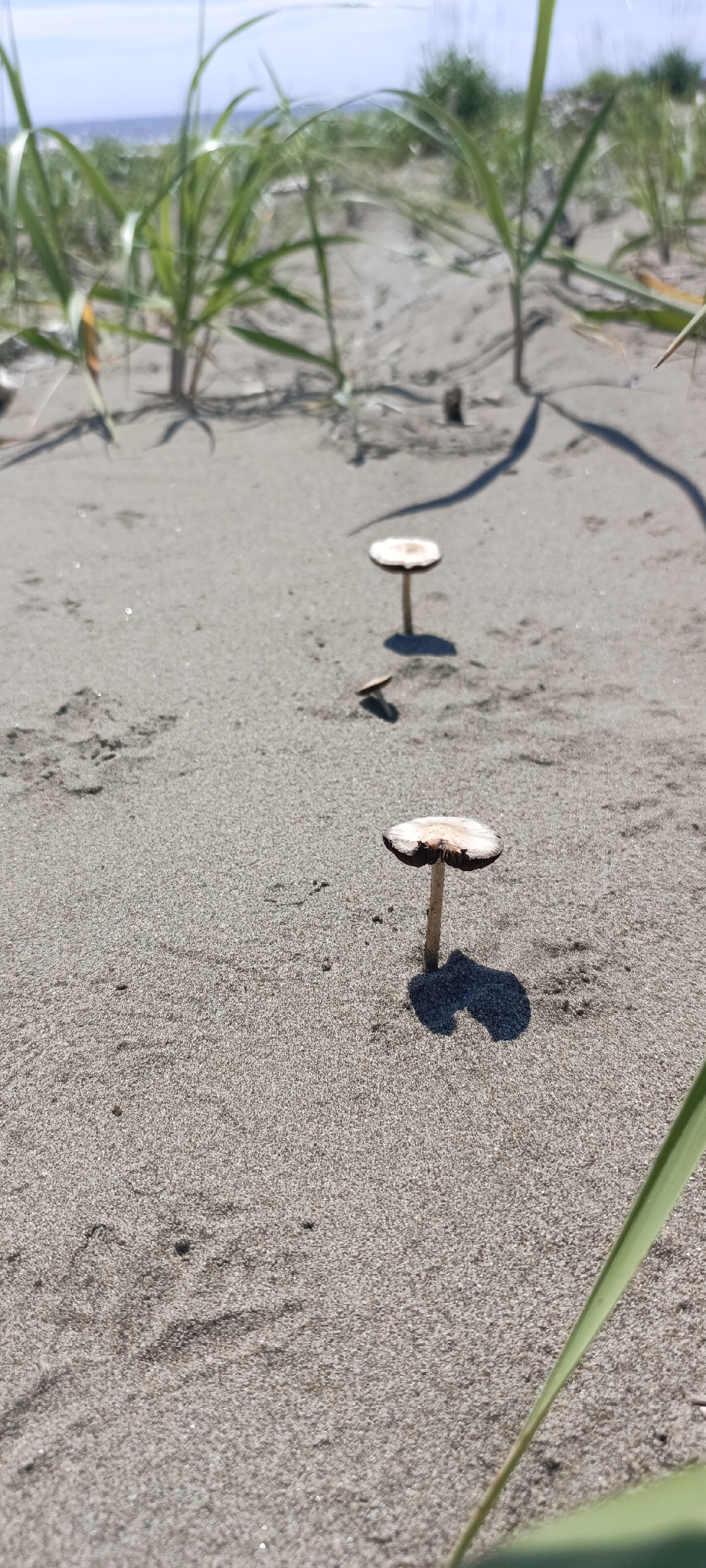 A low-angle, close-up shot captures three small, light-brown mushrooms growing in damp, grey sand. The mushrooms are arranged in a diagonal line, with the closest one to the viewer being the largest and most in focus. Its cap is slightly curved downwards, and its stem is thin and upright. The other two mushrooms are smaller and more out of focus, appearing further in the background. They are also topped with caps that are wider than their stems. The sand has a granular texture and is dotted with small shadows. In the background, out-of-focus green grass and sparse vegetation are visible, with a hint of the sky and a body of water in the distance. The overall lighting suggests a bright, sunny day.