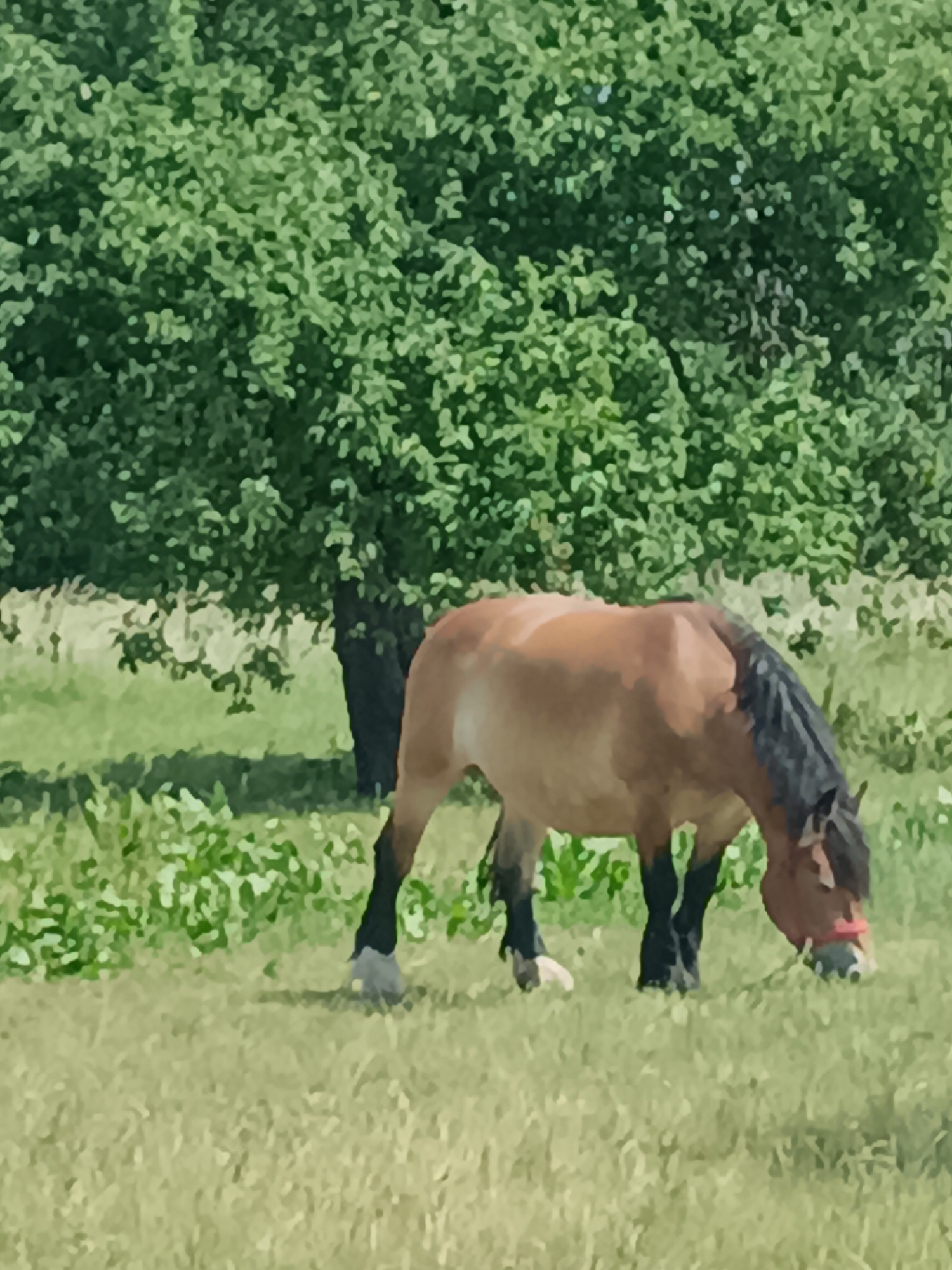 A brown horse with a dark mane grazes in a grassy field on a sunny day. The horse is wearing a red halter. Behind the horse, a large green tree with lush foliage stands in the background. The field is covered in green grass and some wildflowers. The scene appears to be in a rural or natural setting.