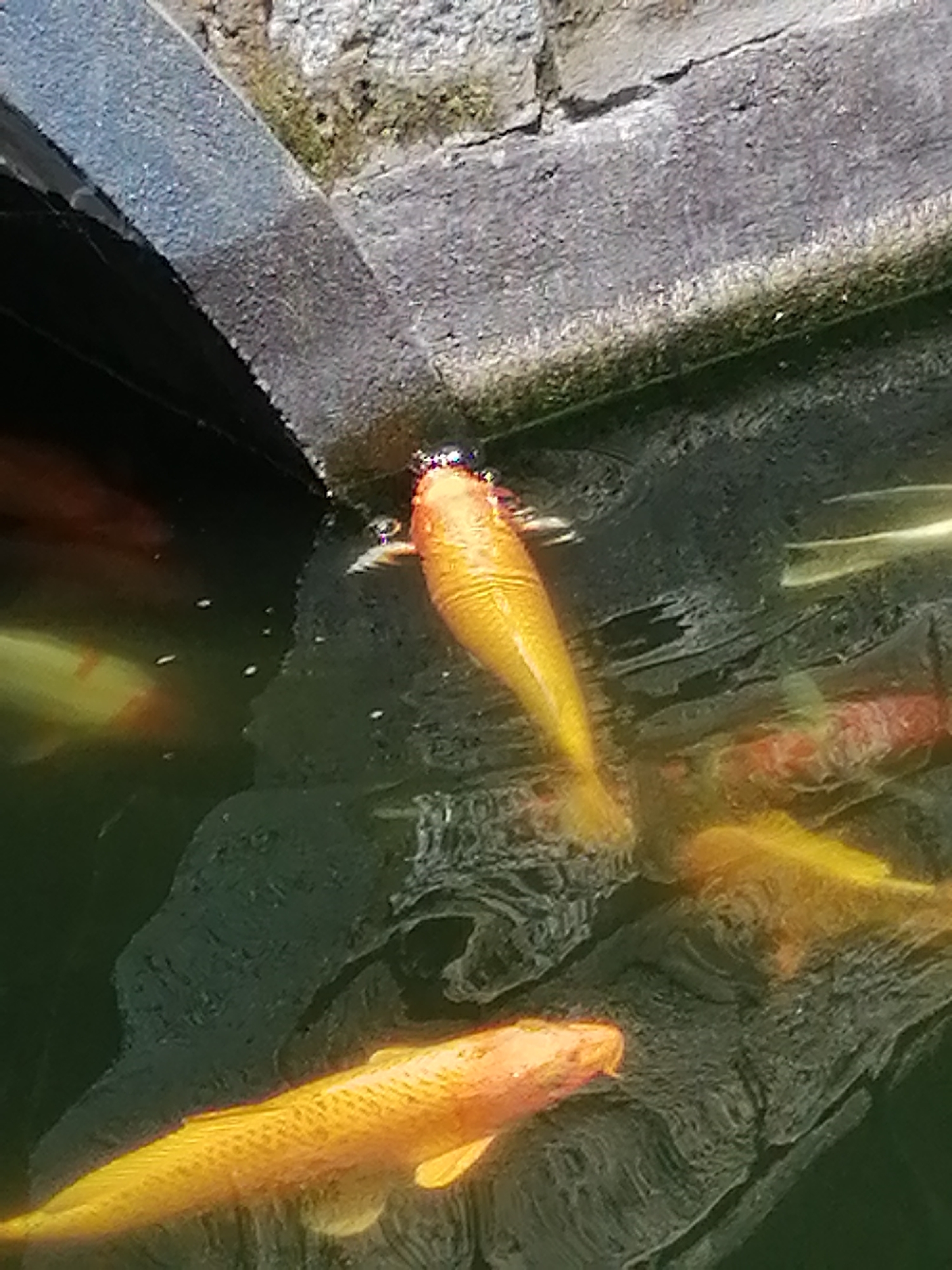 The image shows a close-up, overhead view of a shallow pond with several koi fish. The fish are predominantly orange and yellow, with some variations in color and pattern. One fish in the foreground is a bright yellow with dark scale markings. Another fish, slightly further back and to the right, is also bright yellow, with its body partially obscured by shadows. In the mid-ground, a larger, more vibrantly colored orange koi is visible, its head tilted upwards. The water is dark and reflects the surrounding environment. On the left side of the image, a portion of a stone structure, possibly a wall or ledge, enters the frame, casting a shadow into the pond. The background consists of more stone, with some patches of what appears to be moss or dirt. There are also small white specks on the surface of the water, which could be bubbles or debris. The setting appears to be an outdoor pond, likely in a garden or park. Given the description of Lâm Viên - Đà Lạt, Vietnam, this pond could be part of a botanical garden, a temple, or a public park in that area. The image captures a moment of stillness in the pond, with the fish swimming at the surface.