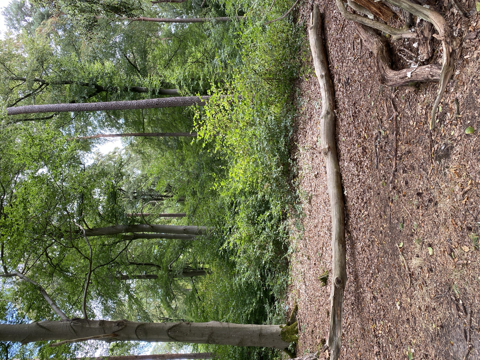 The image depicts a forest scene in Altenkirchen, Germany. The ground is covered with fallen leaves and small branches. A large, fallen tree trunk lies horizontally across the middle of the frame. In the background, dense green foliage and tall trees form a wall of vegetation. The lighting suggests it is daytime, with sunlight filtering through the canopy. There are no people or animals visible in the image. The scene is a natural woodland environment.