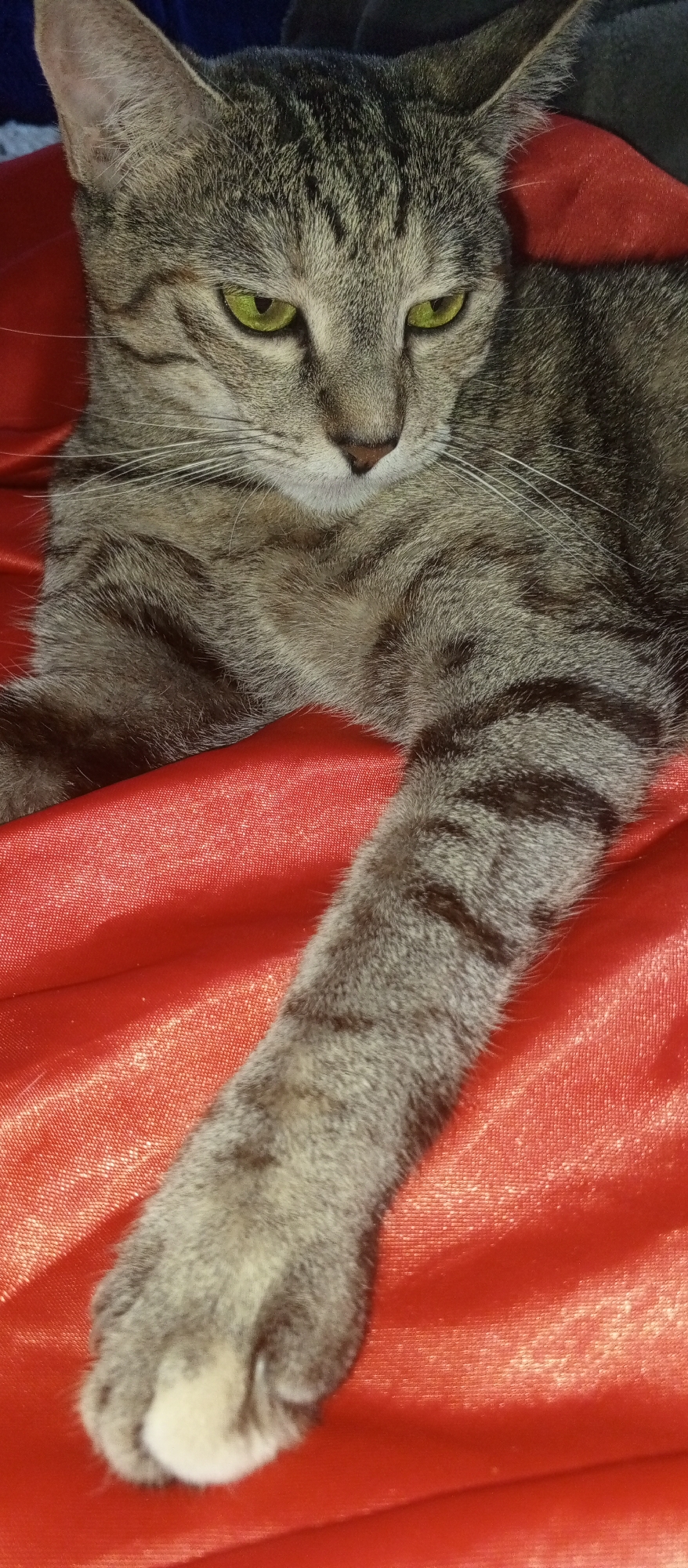 The image shows a close-up of a tabby cat resting on a red satin-like fabric. The cat has green eyes and is looking downwards. Its front paw is extended towards the viewer. The background is out of focus and appears to be dark. There is no information about the location in Tashkent, Uzbekistan, or any specific details about people or actions.