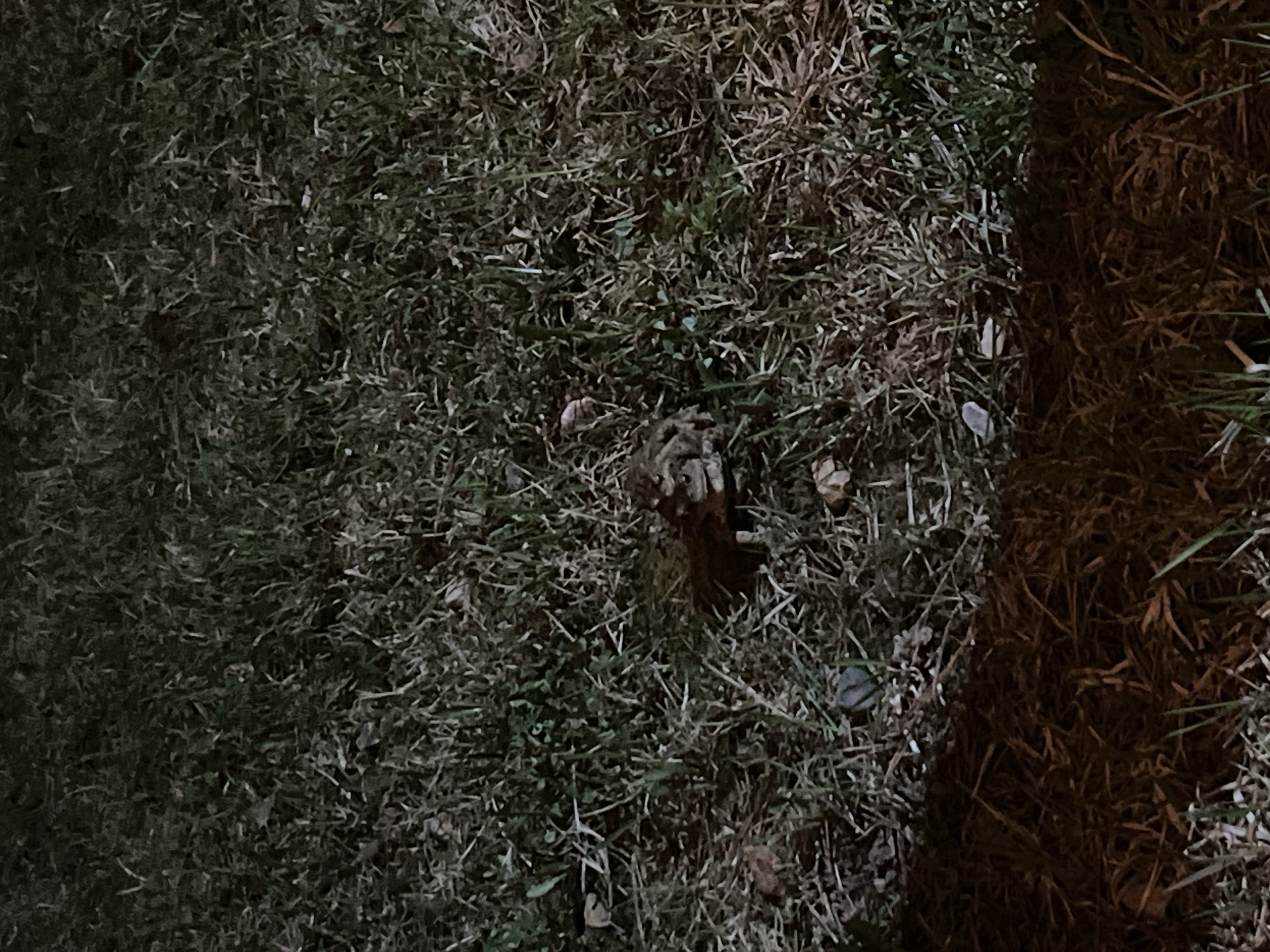 The image shows a patch of ground covered in a mixture of green grass and brown, dead grass or straw. The right side of the image transitions into a darker, dense area of brown plant matter, possibly mulch or thick dead grass. In the center of the image, there is a raised clump of what appears to be dirt or decaying plant matter.
There is no information available to determine the specific location in the city of Литвиново, Russia, as the image lacks any discernible landmarks, signs, or objects to definitively place it within that city.