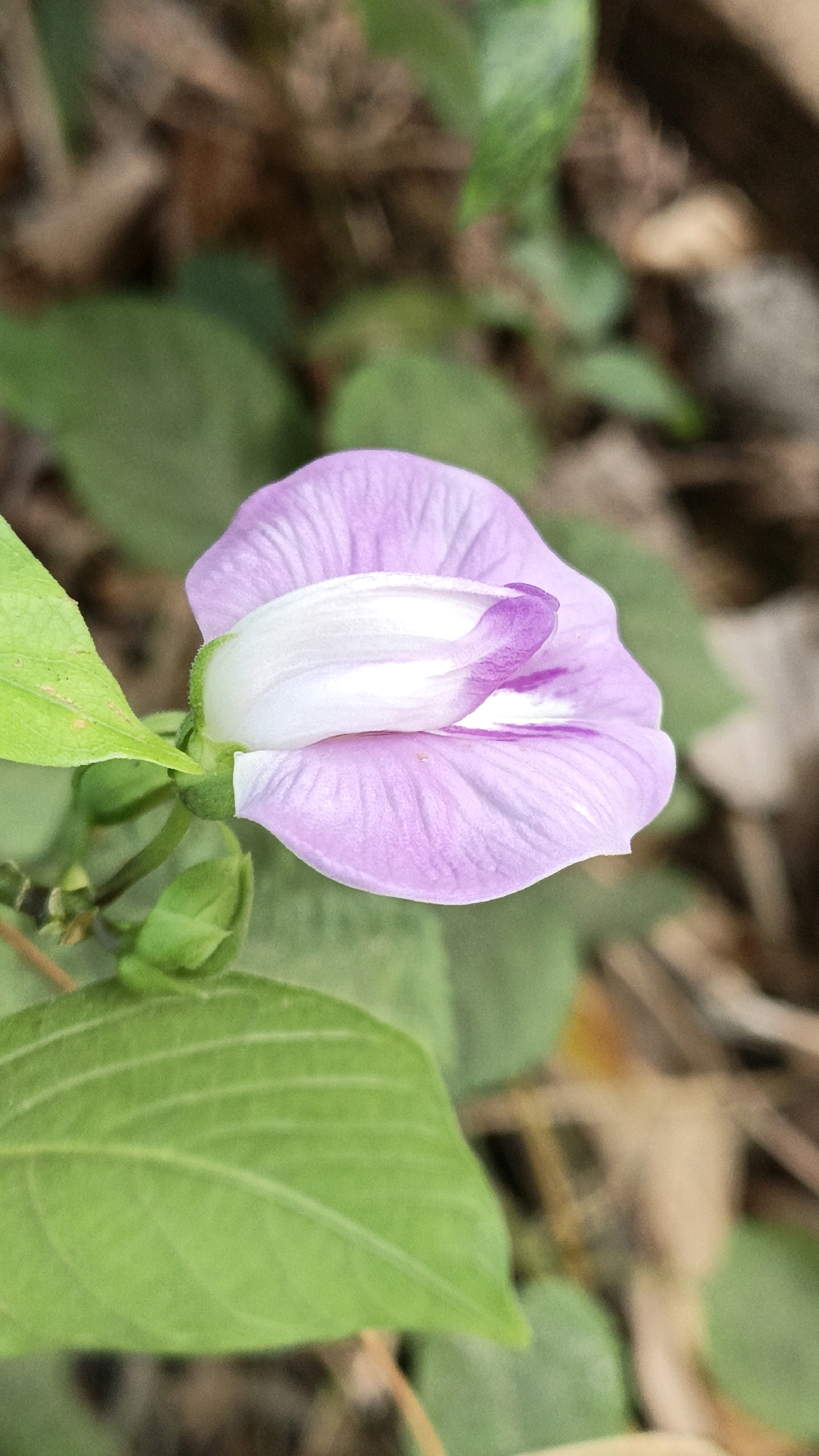A close-up, eye-level shot captures a single, delicate pink and white flower blooming amongst lush green foliage. The flower, with its soft pink petals and a white inner section accented by subtle purple veins, is the clear subject. It is positioned in the center of the frame, slightly tilted to the right. To the left of the flower, a bright green leaf is visible, its veins distinctly defined. The background is a soft blur of green leaves and brown, dry plant matter, suggesting an outdoor, natural setting. There is no indication of human presence or activity, nor any recognizable landmarks that would pinpoint a specific location within Cikal, Indonesia.