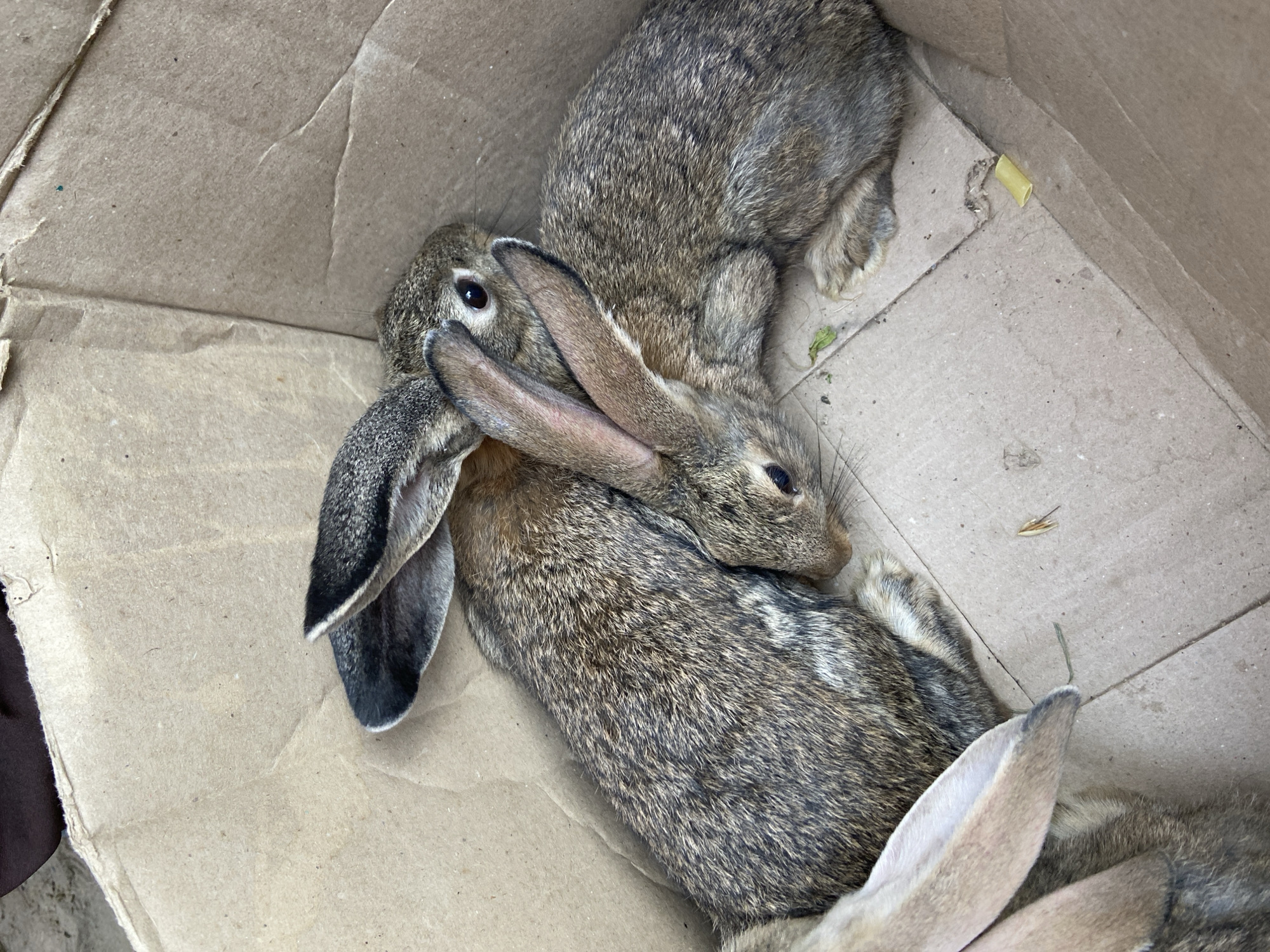 A group of young rabbits are huddled together in a cardboard box. The rabbits are predominantly brown and gray, with large ears. The box appears to be made of recycled cardboard. There are some small bits of green vegetation and a single piece of yellow pasta in the box with the rabbits. The background is a dark, indistinct mass. The image was taken at an angle looking down into the box. The location is specified as Ruknobod (Shurcha), Tajikistan.